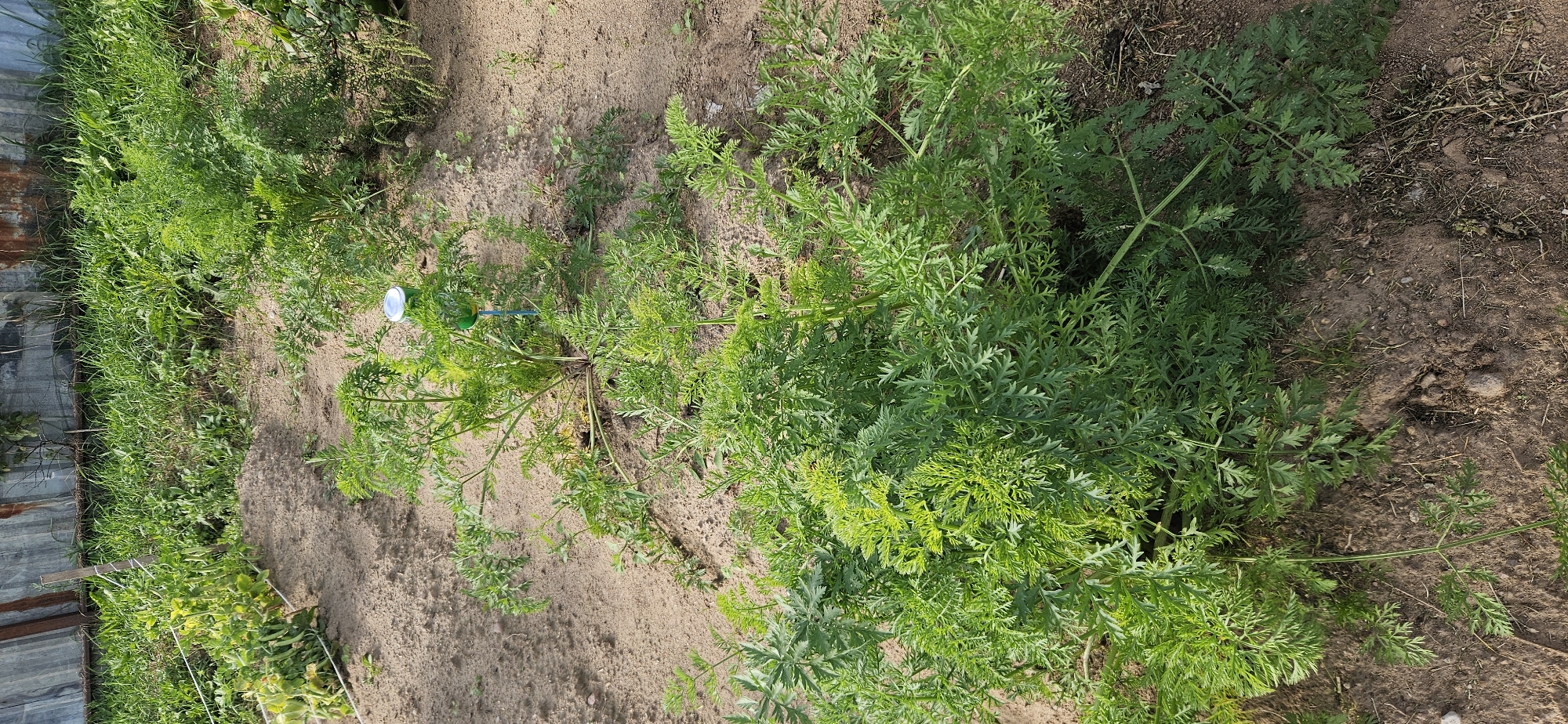 The image depicts a small garden plot with rows of green plants, likely carrots, growing in dry, sandy soil. In the foreground, a large cluster of carrot tops dominates the view. In the mid-ground, a smaller clump of carrot tops is visible, with a small white and green object on a stake planted in the soil nearby. The background shows more greenery and a weathered metal fence. The overall impression is that of a rural or suburban backyard garden in a sunny, dry climate. The location is identified as Мазалаўскі сельскі Савет, Belarus. There are no people or animals present in the image. The lighting suggests it is daytime, with the sun casting shadows.