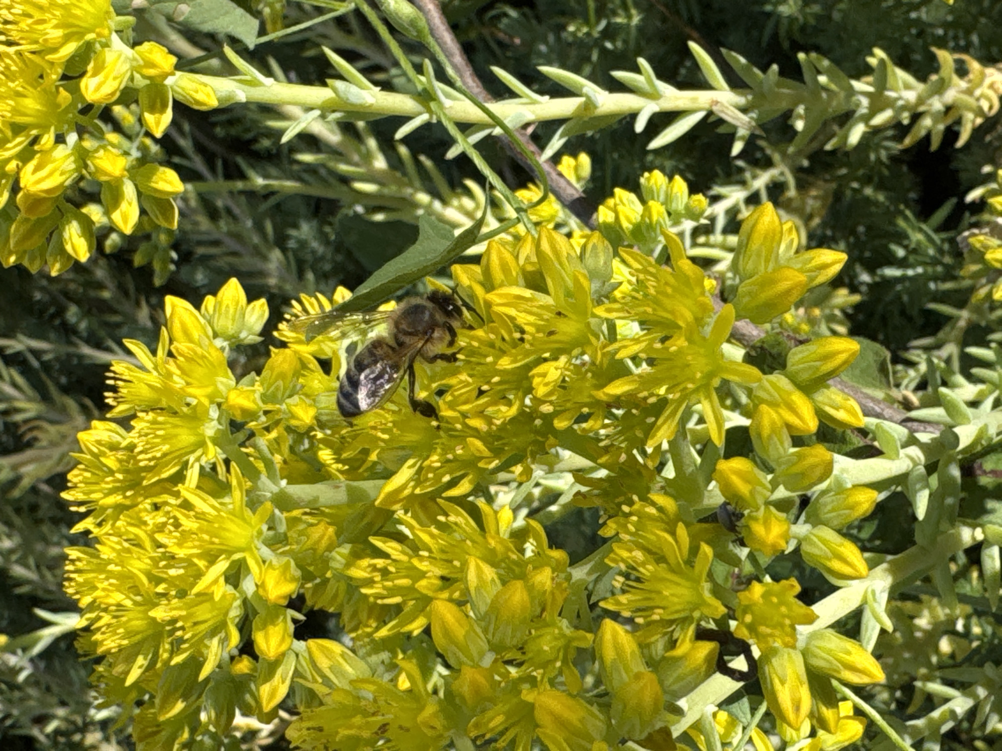The image shows a close-up of a bee on yellow flowers in Odesa, Ukraine. The bee, with its striped abdomen and fuzzy thorax, is actively engaged with the blossoms, suggesting it is collecting nectar or pollen. The flowers are clustered tightly, forming a vibrant yellow mass, with some buds and fully opened petals visible. The background is composed of green foliage and other plants, providing a natural, outdoor setting. The lighting indicates it is daytime, with sunlight illuminating the scene and casting shadows. There are no people or man-made structures visible in the frame. The focus is on the interaction between the bee and the flowers, highlighting a moment in nature.