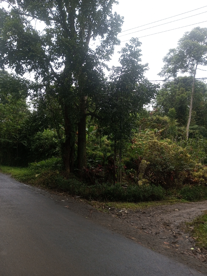 This media file captures an outdoor scene in Eheliyagoda, Sri Lanka, featuring a lush, green landscape under an overcast sky. In the foreground, an asphalt road curves slightly to the left, while a dirt path branches off to the right, creating a fork. The road and path are flanked by dense vegetation.
The dominant subjects are numerous trees and various plants that comprise the verdant surroundings. To the left and center, large trees with full, dark green canopies reach high into the sky, their sturdy trunks visible towards the bottom. The area beneath and between these large trees is filled with a rich undergrowth of smaller bushes, shrubs, and leafy plants, exhibiting a variety of green hues, with some displaying hints of reddish-brown or yellowish foliage. The dense foliage suggests a tropical environment.
Against the bright, uniform sky in the upper right, thin power lines are visible, stretching horizontally. No people or animals are present, and no specific activity is taking place; the image portrays a static natural environment. The soft, diffused lighting and lack of strong shadows indicate an overcast day, or possibly early morning or late afternoon. The scene conveys a sense of peaceful nature, typical of a rural or semi-rural area in a tropical region. There is no visible text in the image.