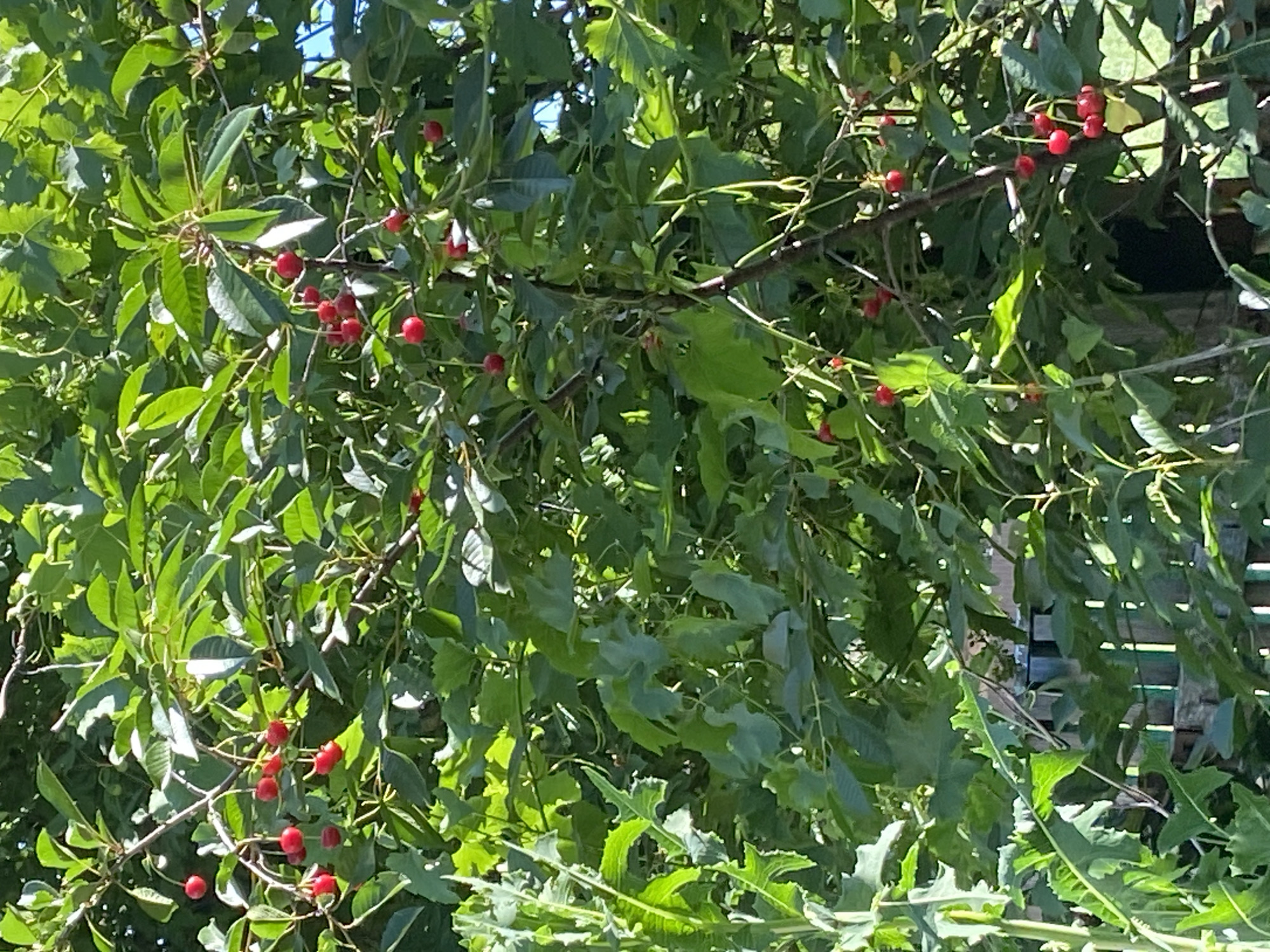 The image shows a close-up view of a cherry tree laden with ripe red cherries. The tree is dense with green leaves, and the cherries are clustered on thin stems, hanging amongst the foliage. Sunlight dapples through the leaves, creating highlights and shadows. In the background, a wooden fence can be seen, suggesting an outdoor, possibly residential or garden setting within the city of Yutin, Russia. No people are present in the image.