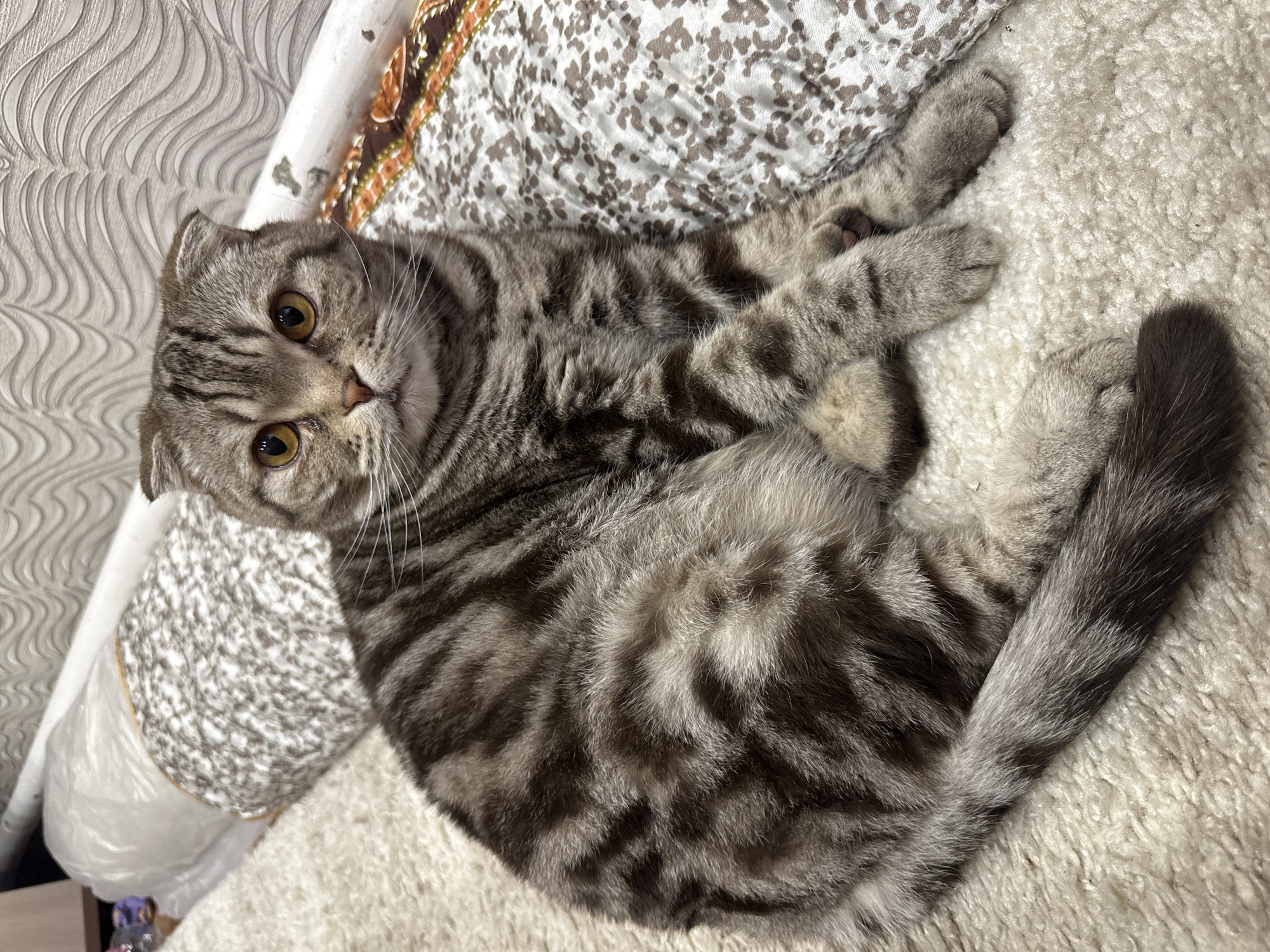 A gray tabby cat is lying on a textured white blanket or rug. The cat has crossed paws and is looking directly at the camera with yellow eyes. The background includes a pillow with a floral pattern and a textured wall or covering. The location is unknown.