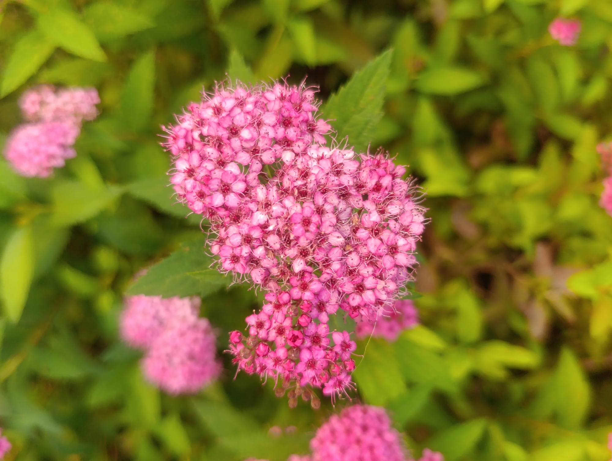 The image is a close-up, high-angle shot of pink flowers with green foliage in the background. The main subject is a cluster of small, densely packed pink flowers with delicate stamen, appearing in the center and right of the frame. To the left and bottom of the main cluster, there are other blurred clusters of pink flowers. The foliage is a vibrant green, with some leaves in focus and others softly blurred, creating a bokeh effect. The lighting suggests it is daytime, possibly morning or late afternoon, with soft light illuminating the flowers. The scene is natural, likely from a garden or park setting. There are no people or animals visible in the image. The image does not contain any identifiable landmarks or elements that would place it specifically within the city of Olomouc, Czechia.