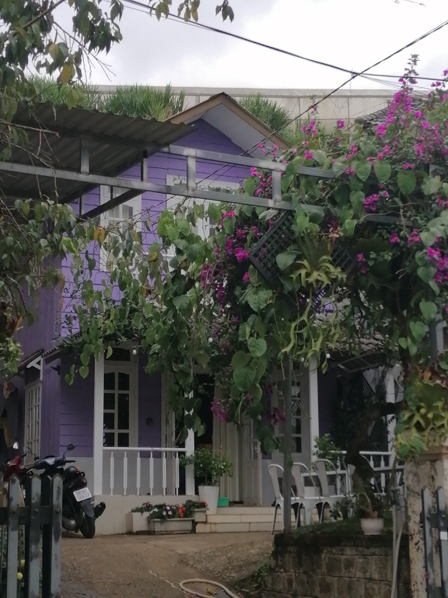 The image captures a two-story purple house with white trim, set against a cloudy sky. The house is partially obscured by lush green foliage and vibrant purple bougainvillea flowers climbing a metal trellis and the front of the house. A corrugated metal awning extends over the first floor. A white railing lines the front porch, and several white chairs are visible on the porch. In the foreground, a motorcycle is parked on the left side, and to the right, a stone wall with a metal fence stands. The ground appears to be a mix of dirt and pavement. The scene suggests a residential or possibly a small commercial establishment in a green, possibly tropical or subtropical environment, consistent with the highlands of Lang Biang, Đà Lạt, Vietnam. There are no people visible in the image.