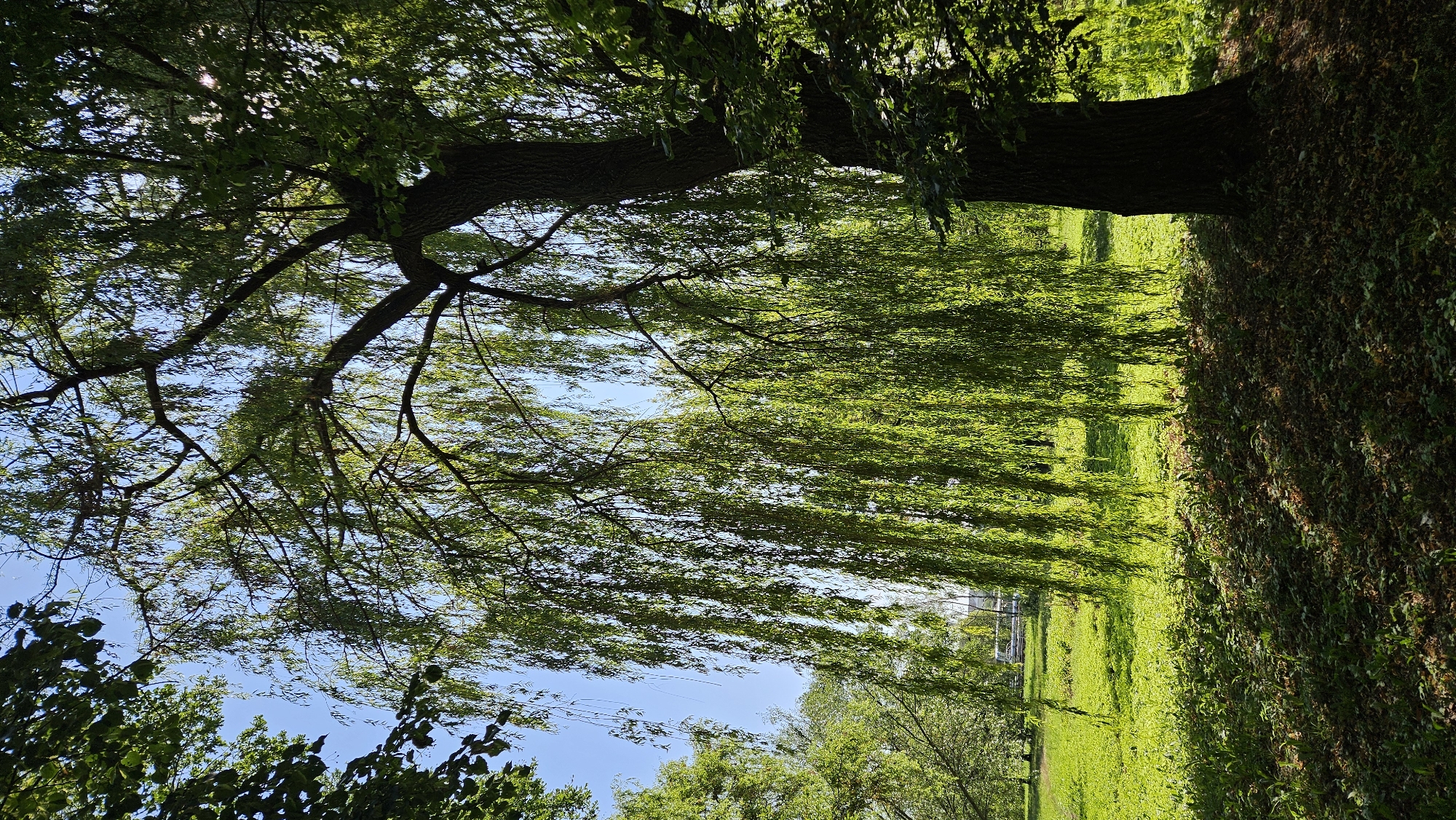 The image depicts a sun-dappled park scene dominated by a large weeping willow tree in the foreground. The tree's long, slender branches hang down, creating a curtain of green foliage, with sunlight filtering through to illuminate the grassy ground beneath. The background reveals a bright green lawn stretching towards a clear blue sky. In the distance, a white structure, possibly a building or a bus, is visible amidst other trees. The foreground is covered in a mix of fallen leaves and small plants, with shadows cast by the willow tree. This scene is likely from the central park of Prešov, Slovakia, given its urban park setting and lush greenery. There are no people or animals visible in the image.