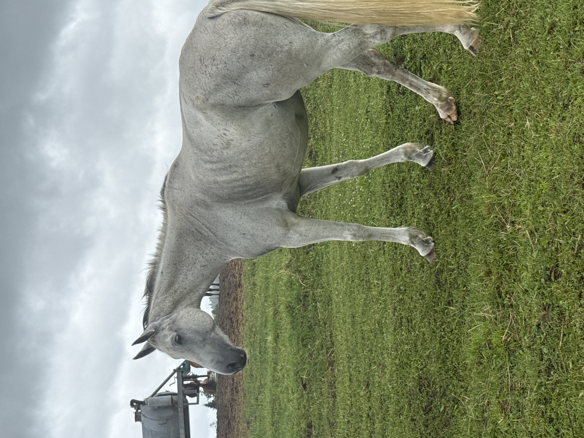 A light gray horse stands in a grassy field under a cloudy sky. The horse is facing left, with its head slightly lowered. It has a long, flowing tail. In the background, a piece of farm equipment, possibly a trailer or a tank, is visible. The terrain appears to be hilly, with some trees in the distance. The overall impression is a rural, overcast day. The location is the city of Bendoriai, Lithuania.