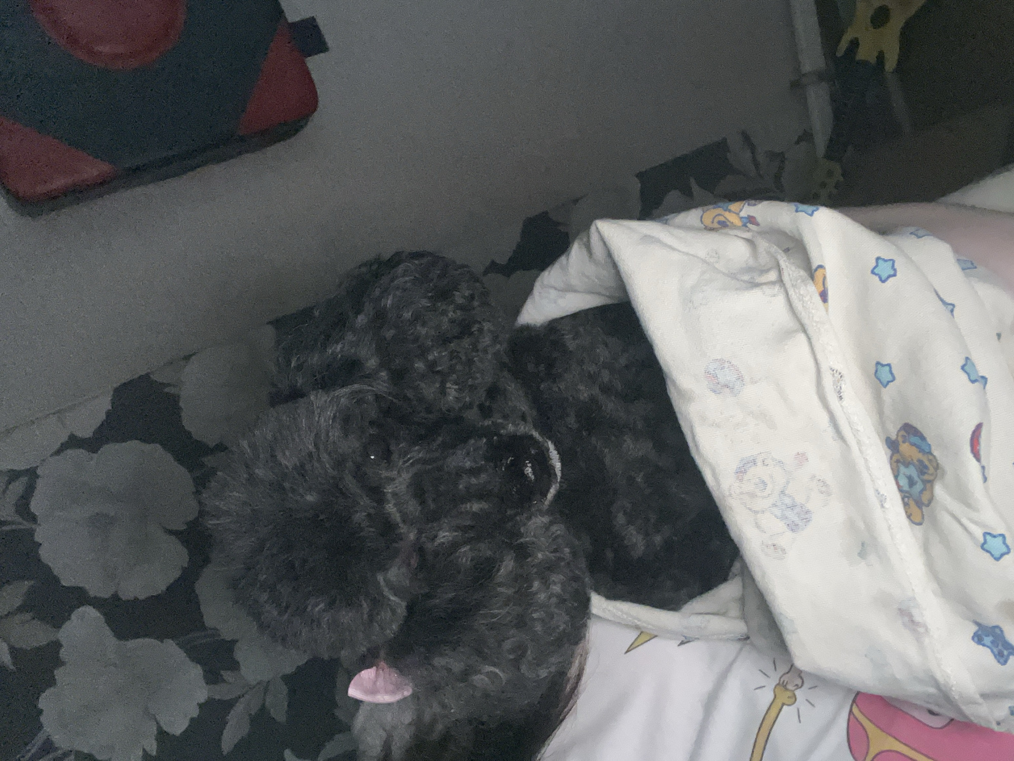 Two small black poodles are nestled together under a white blanket patterned with cartoon bears and blue stars. One poodle's head is visible, with dark, curly fur and a small pink ribbon tied around its ear. Its tongue is peeking out slightly, suggesting a relaxed state. The other poodle is mostly hidden by the blanket, with only its dark fur showing. The poodles are lying on a bed with a floral patterned sheet and a pink blanket. In the background, a dark object with red accents, possibly a bag or a case, rests on a surface. The lighting is dim, suggesting it might be nighttime or a dimly lit room. The scene conveys a sense of comfort and coziness. No visible text is present in the image.