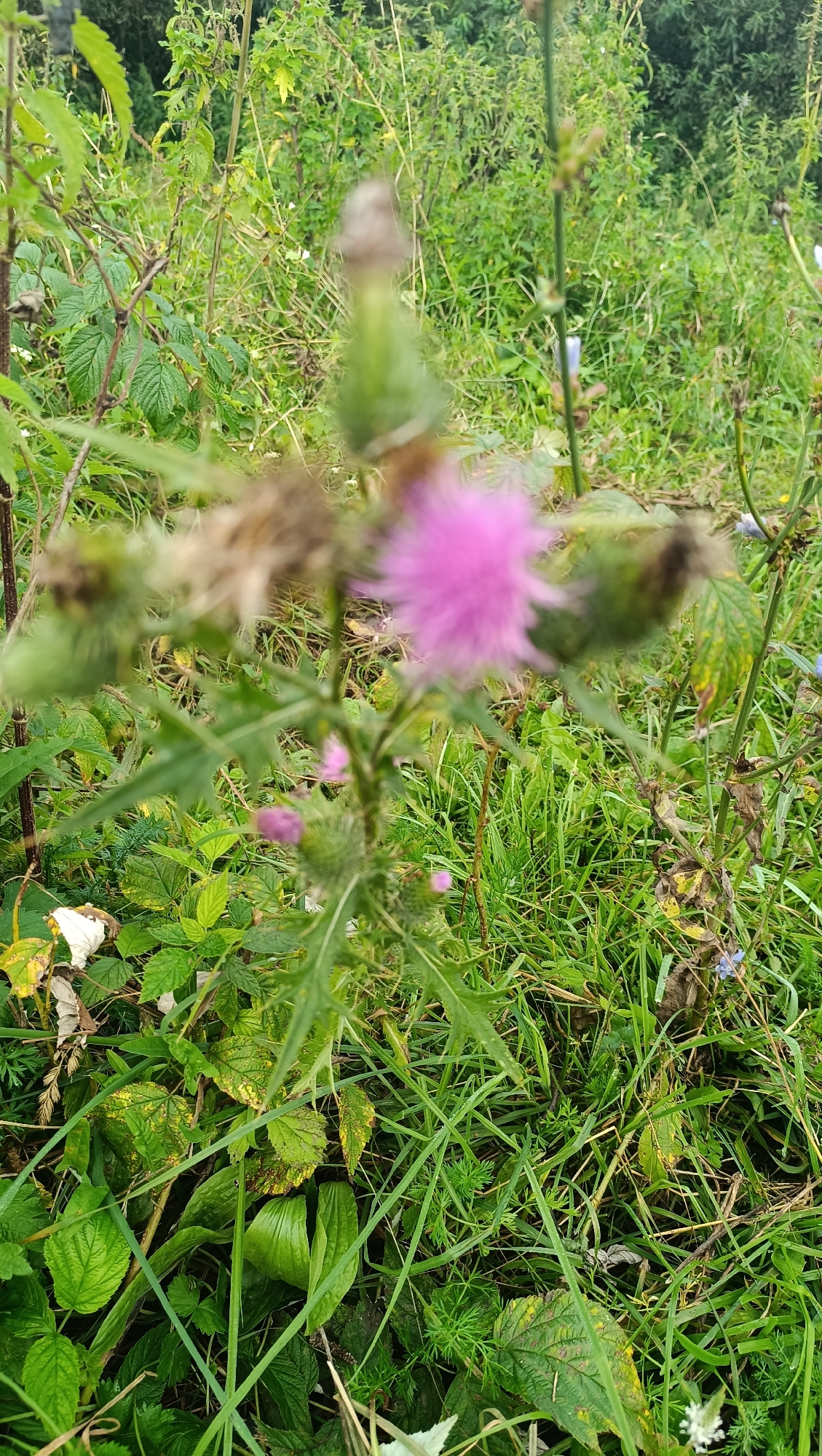 The image is a close-up shot of a thistle plant with a pink flower in the center. The thistle is surrounded by green foliage and grass. The background is blurred, indicating a shallow depth of field. The scene appears to be in a natural outdoor setting, possibly a field or garden. There are no people, buildings, or any indication of a city. The image does not provide any information about the location in Karsha, Russia.