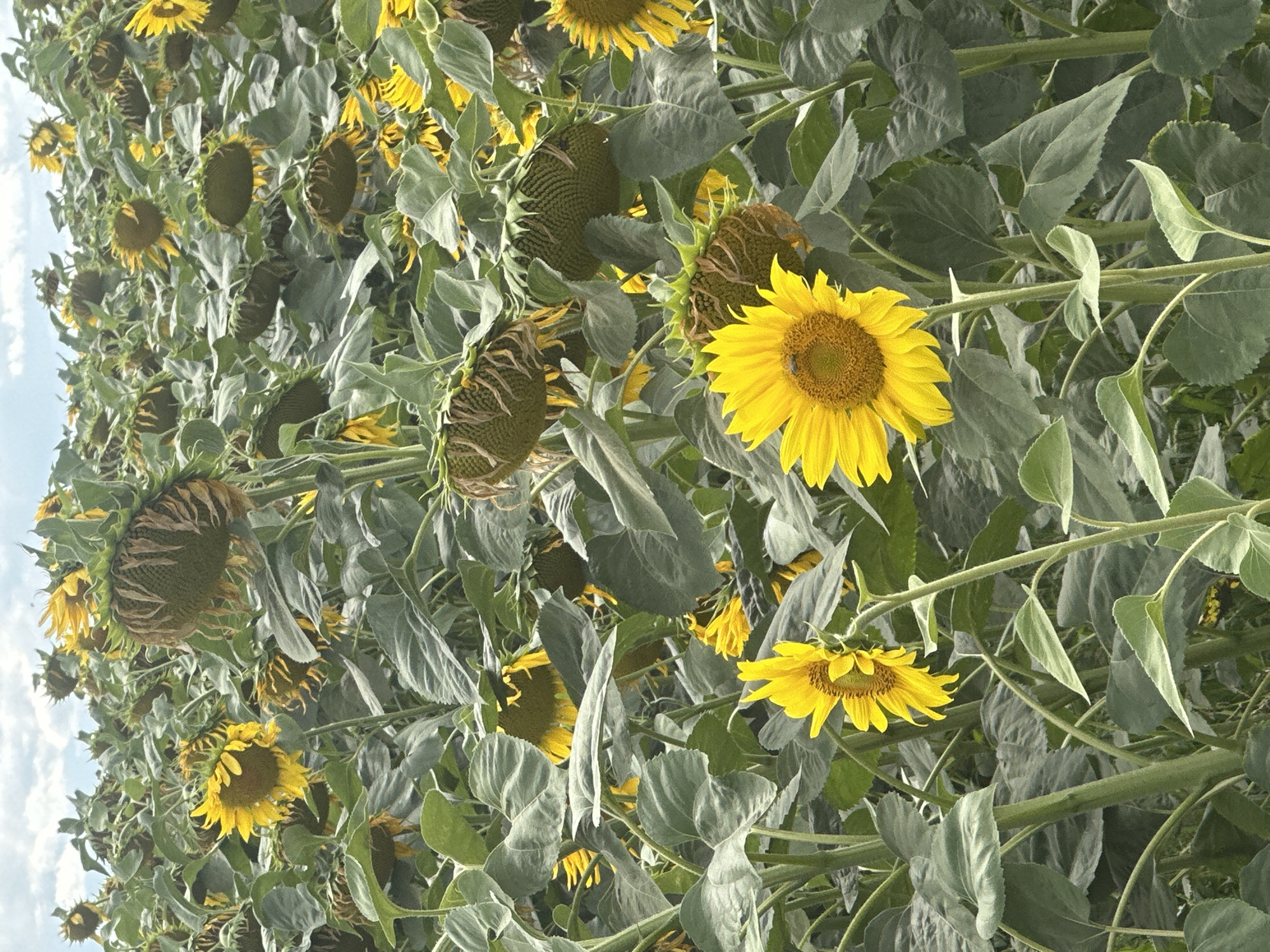 A field of sunflowers is shown in Korchivka, Ukraine, under a cloudy sky. Many of the sunflowers are in various stages of bloom and decay, with some facing upwards in full bloom and others drooping with heavy, seed-filled heads. The vibrant yellow petals contrast with the deep green of the large, textured leaves. One sunflower in the foreground is clearly in bloom, with a bee visible on its face. The stems of the sunflowers are thick and sturdy. The overall impression is of a large agricultural field, possibly harvested or nearing the end of its blooming season.