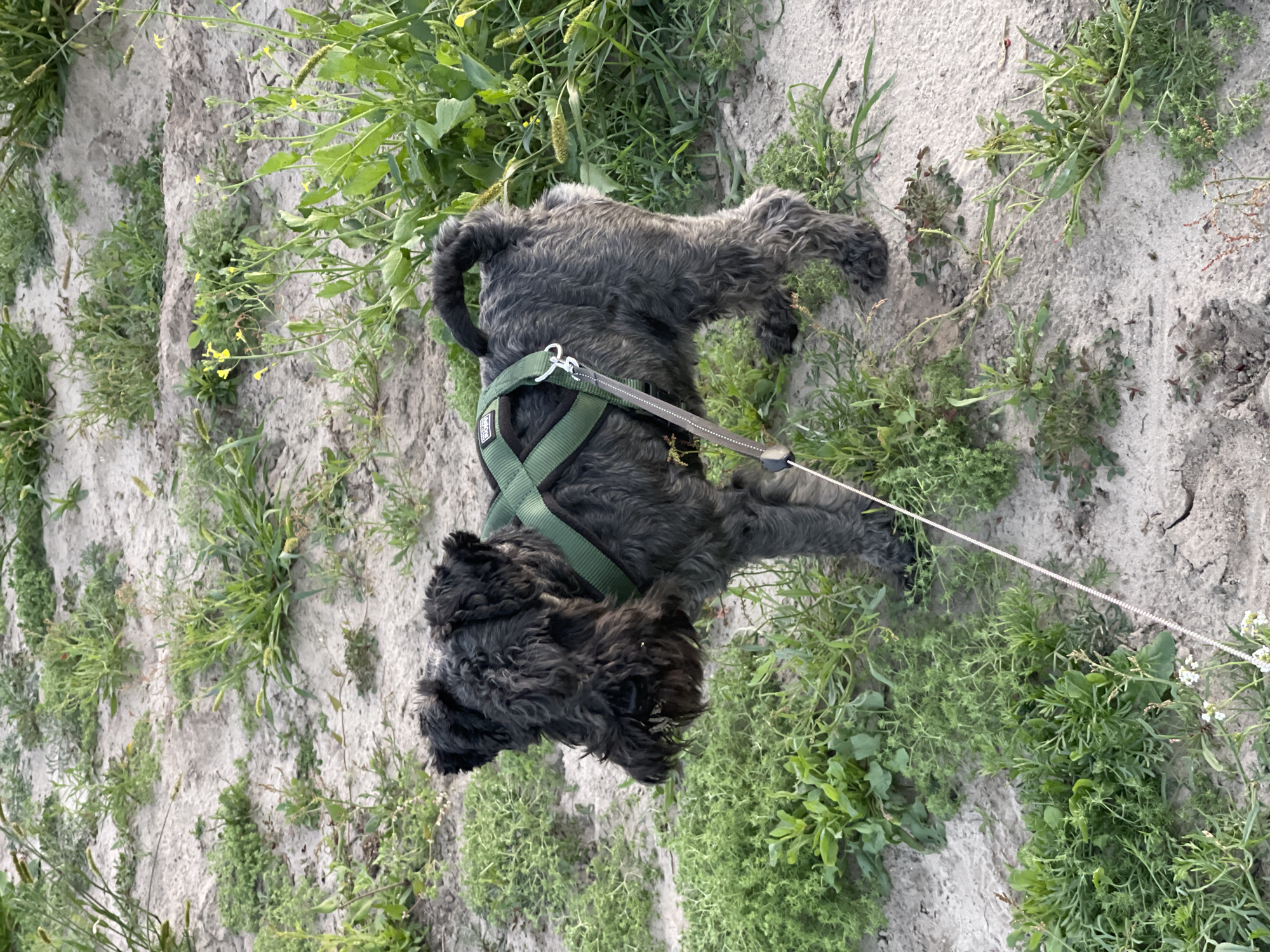 An adult black Schnauzer wearing a green harness stands on a sandy path with sparse green vegetation. The dog is facing left and is leashed. The scene appears to be outdoors in a park or natural area. The location in Warsaw, Poland is not specified.