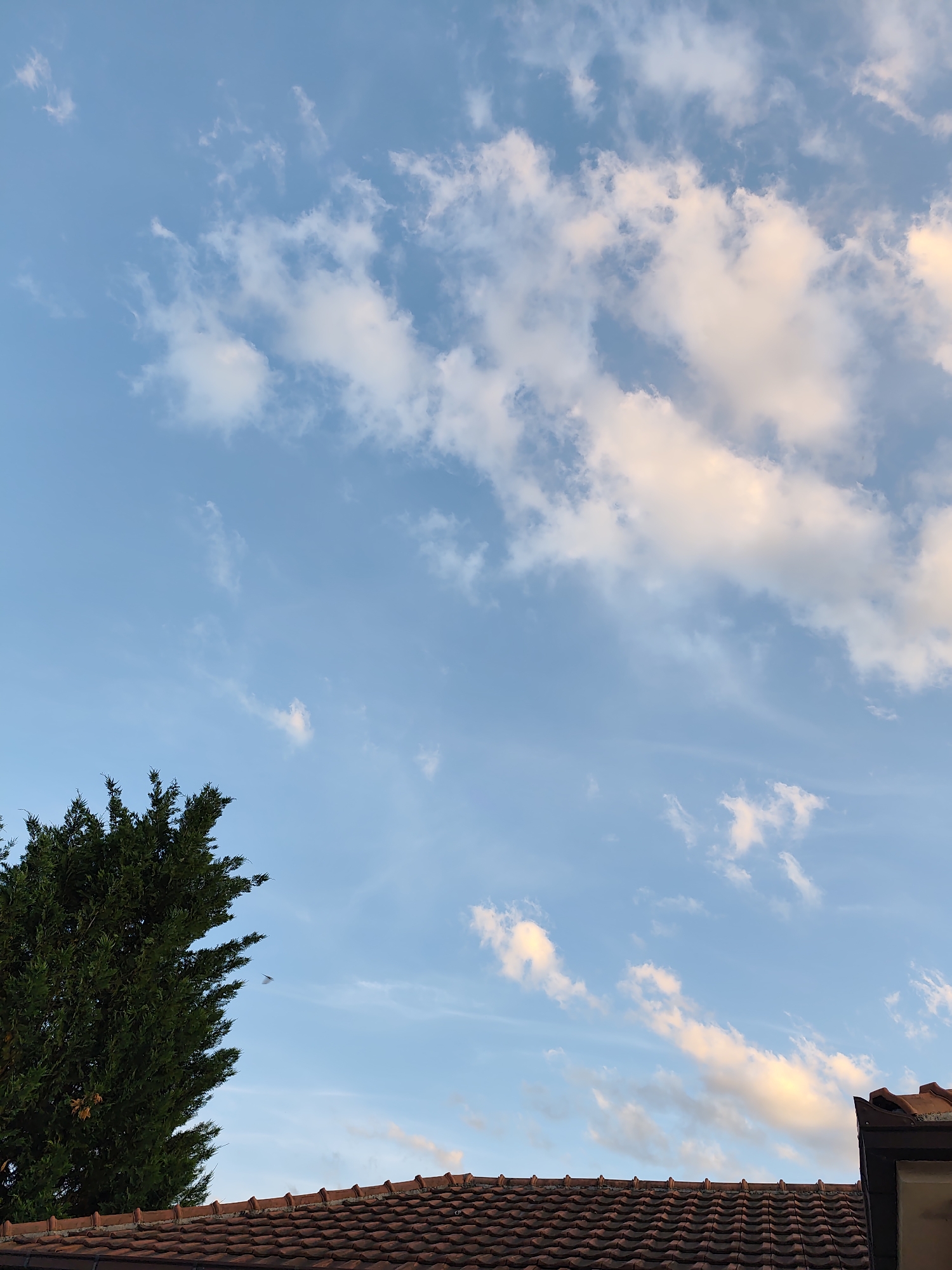 The image presents an outdoor scene in Spuž, Montenegro, characterized by a serene sky and architectural elements. The upper two-thirds of the frame are dominated by a clear, light blue sky scattered with various white and off-white clouds. Many of these clouds display subtle pink and golden hues, suggesting either late afternoon or early evening lighting, possibly around sunset. Some clouds appear wispy and thin, while others are more defined and puffy.
In the lower left, a large, vibrant green coniferous tree is prominently featured, its dense foliage filling a significant portion of the corner. Below the tree and extending across the bottom of the frame is a reddish-brown tiled roof, indicative of a building. The roof tiles are uniform and create a distinct textural pattern. A small section of the building's facade or an architectural detail is visible on the far right edge of the roofline. Against the blue sky, near the top of the tree and slightly to its right, a small, dark, winged object – likely a bird or large insect – is captured in mid-flight. The overall atmosphere is calm and peaceful, with clear weather conditions. There is no visible text in the image.