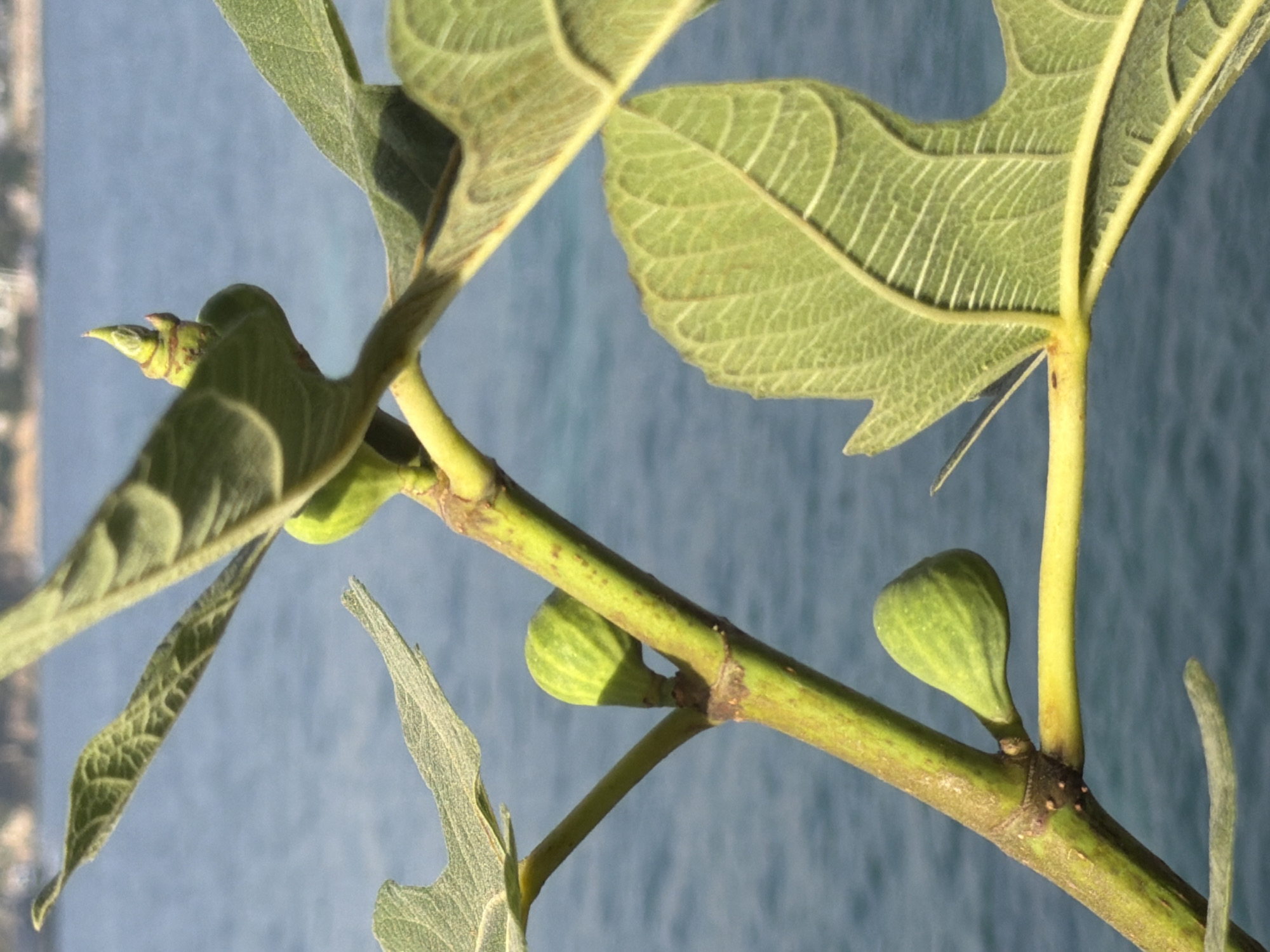 A close-up, vertical shot shows a branch of a fig tree with several small green figs and large green leaves against a blurred background of blue water and a distant shoreline. The branch is light green with some brown blemishes. There are three visible figs: one near the top of the branch, pointing upwards, and two smaller ones lower down, hanging from shorter stems. The leaves are broad and textured, with visible veins. The water in the background appears to be the sea or a large lake, with gentle ripples. The shoreline is out of focus, suggesting a distant view. The scene is likely outdoors in a natural setting, possibly near the coast. The image does not contain any people or any specific identifiable landmarks of Calvià, Spain.