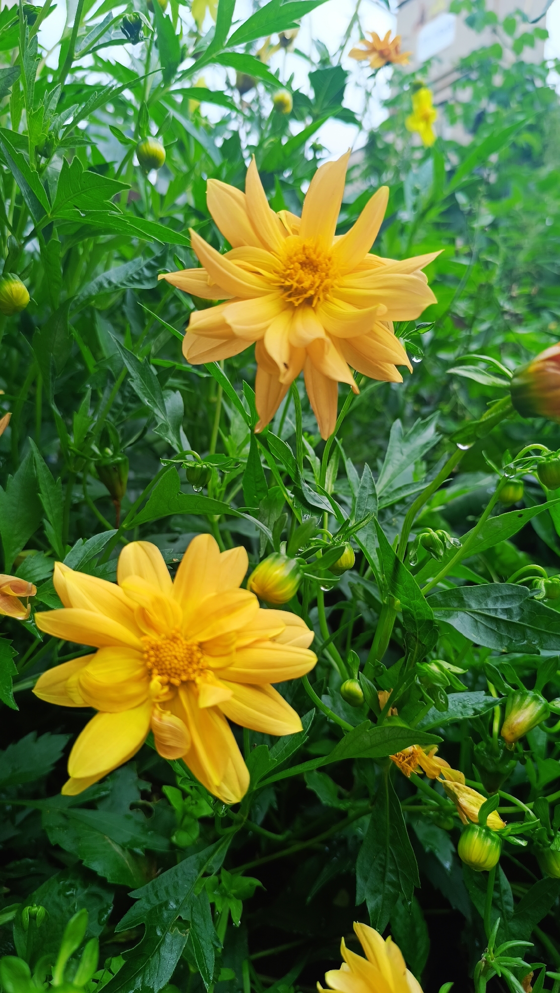 Two vibrant yellow dahlias are in full bloom, their petals slightly curled and showcasing their intricate centers. They are surrounded by lush green foliage, with several unopened flower buds interspersed throughout. Water droplets cling to the leaves and petals, suggesting recent rain. The background is softly blurred, hinting at other yellow flowers and possibly a building structure. The scene appears to be an outdoor garden. There are no people visible in the image. The location is stated to be the city of Karsha, Russia.