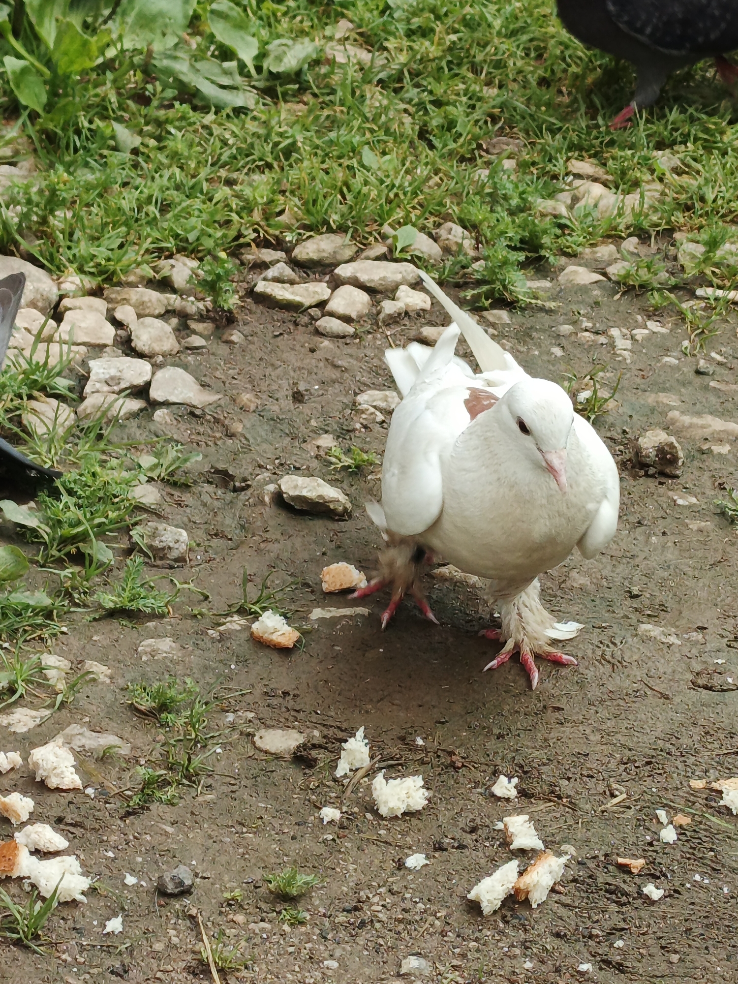 A white pigeon with ornamental leg feathers stands on a dirt and gravel path in what appears to be an outdoor environment. Several pieces of torn white bread are scattered on the ground around the pigeon. In the background, there is a patch of green grass and some scattered rocks. The overall scene is captured from a slightly elevated, eye-level perspective. There are no people or visible structures of any kind in the image. The context of Medvedyovka, Russia, is noted as the location, but there are no specific geographical indicators within the image to confirm this.