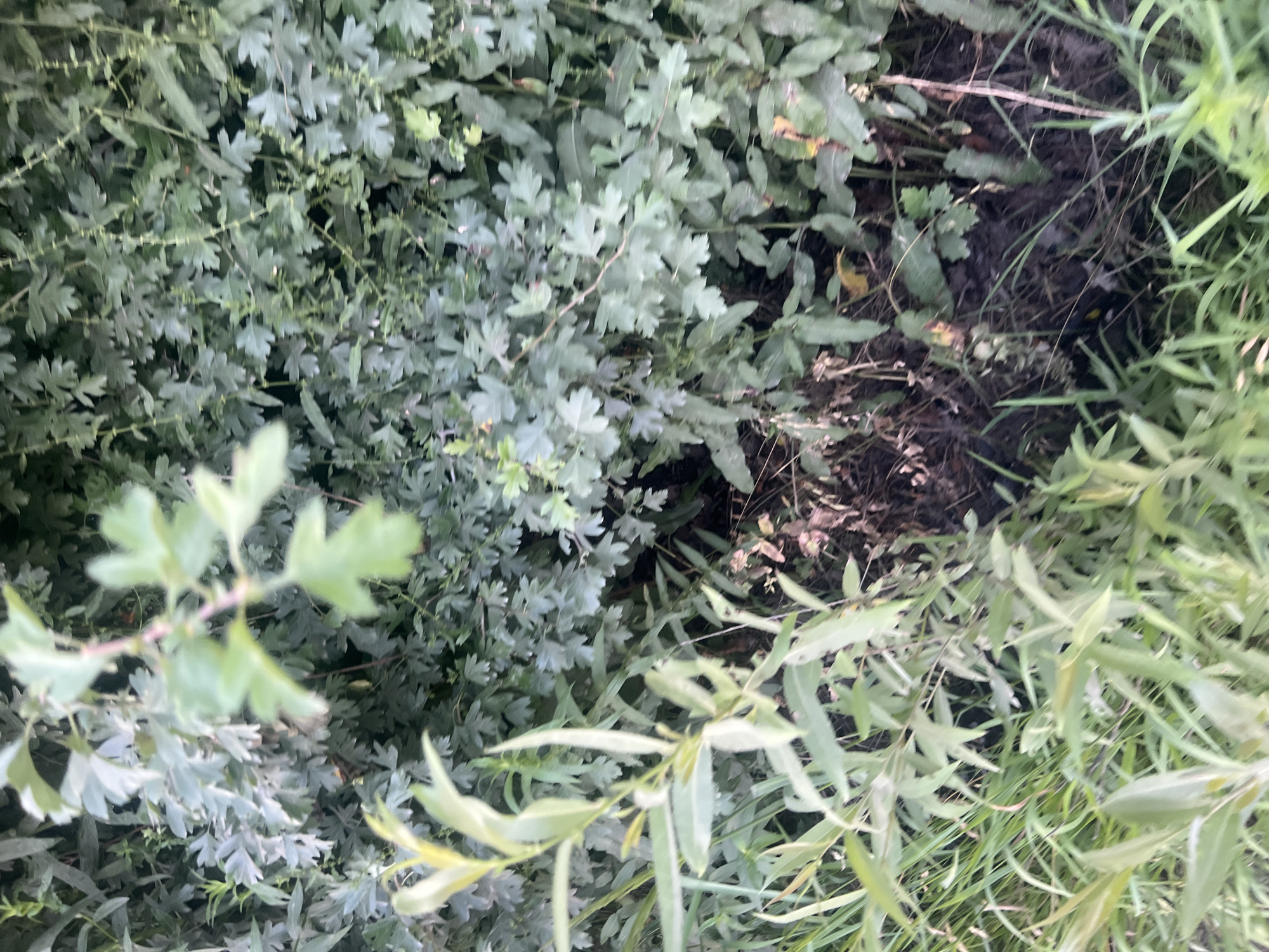 The image shows a densely vegetated area with green foliage and some dry, brown ground litter. The vegetation consists of various leafy plants and grasses. The background is filled with a thick wall of green leaves, some of which appear to be from a shrub or tree with lobed leaves. In the foreground, there are lighter green, elongated leaves of a different plant, possibly grass or reeds, growing alongside the darker foliage. The ground appears to be dark soil with some scattered dry plant matter. The scene is outdoors and appears to be a natural or semi-natural environment. The specific location in the city of Bârnova, Romania, is not visually evident from the image.