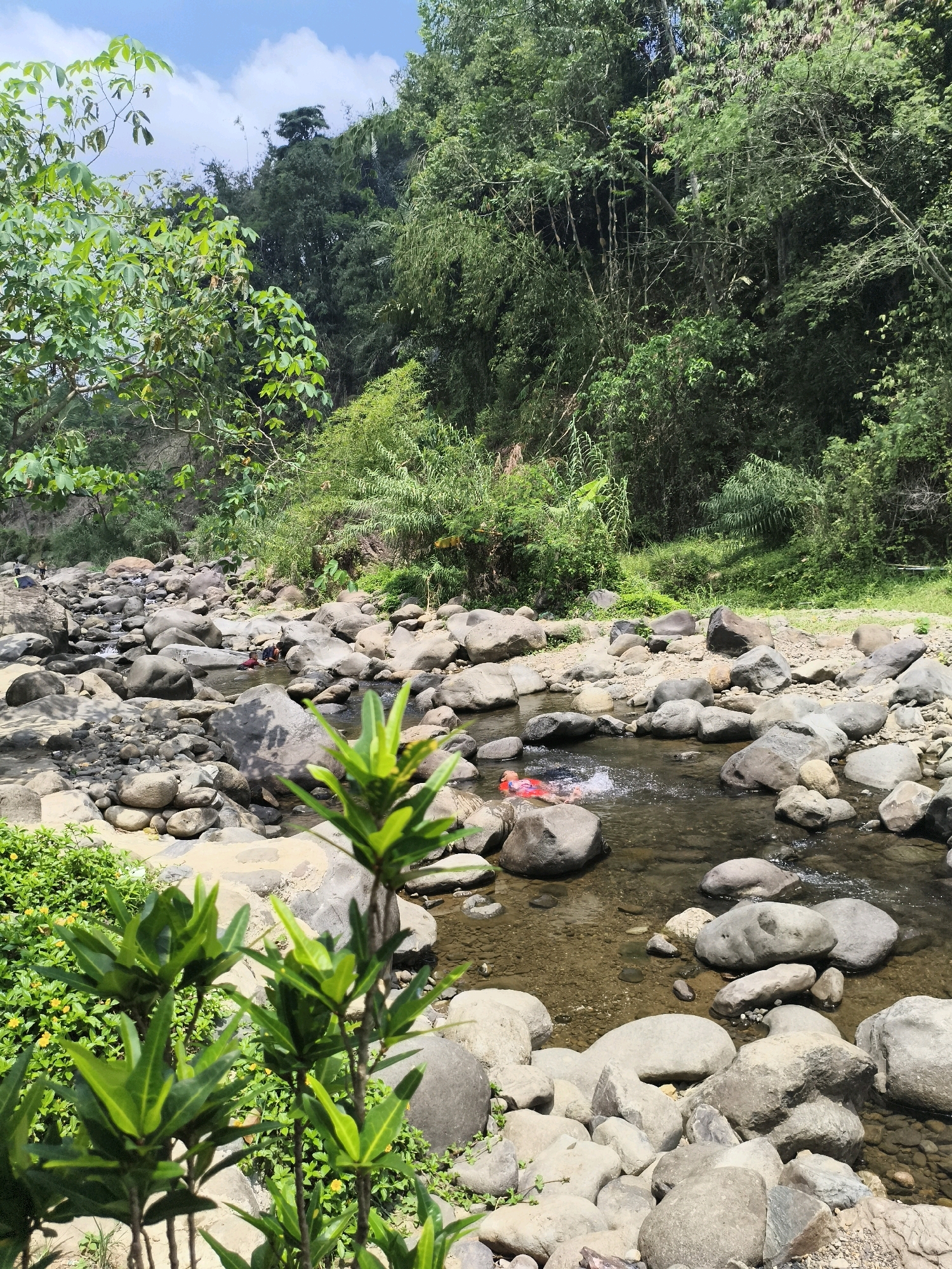 This image captures a serene natural scene, likely a riverbed or stream, located in Babakan Madang, Indonesia. The foreground is dominated by lush green foliage and smaller plants, with a few yellow flowers scattered amongst them. Beyond the plants, a shallow, clear river flows over a bed of numerous smooth, gray and brown rocks of varying sizes. The water is slightly rippled, indicating a gentle current.
In the middle ground, several people are visible in the river. One individual, wearing a red garment, is floating on their back in the water, with some splashing around them. Other figures, appearing as darker shapes, are partially submerged in the water, suggesting they are bathing or playing. A tent is also visible on the riverbank in the distance.
The background is characterized by a dense, verdant forest with a variety of trees and vegetation. The trees are tall and create a thick canopy, with some sunlight filtering through the leaves. The sky above is a pale blue with scattered white clouds. The overall impression is one of a peaceful, natural setting, likely a popular spot for recreation in the area.