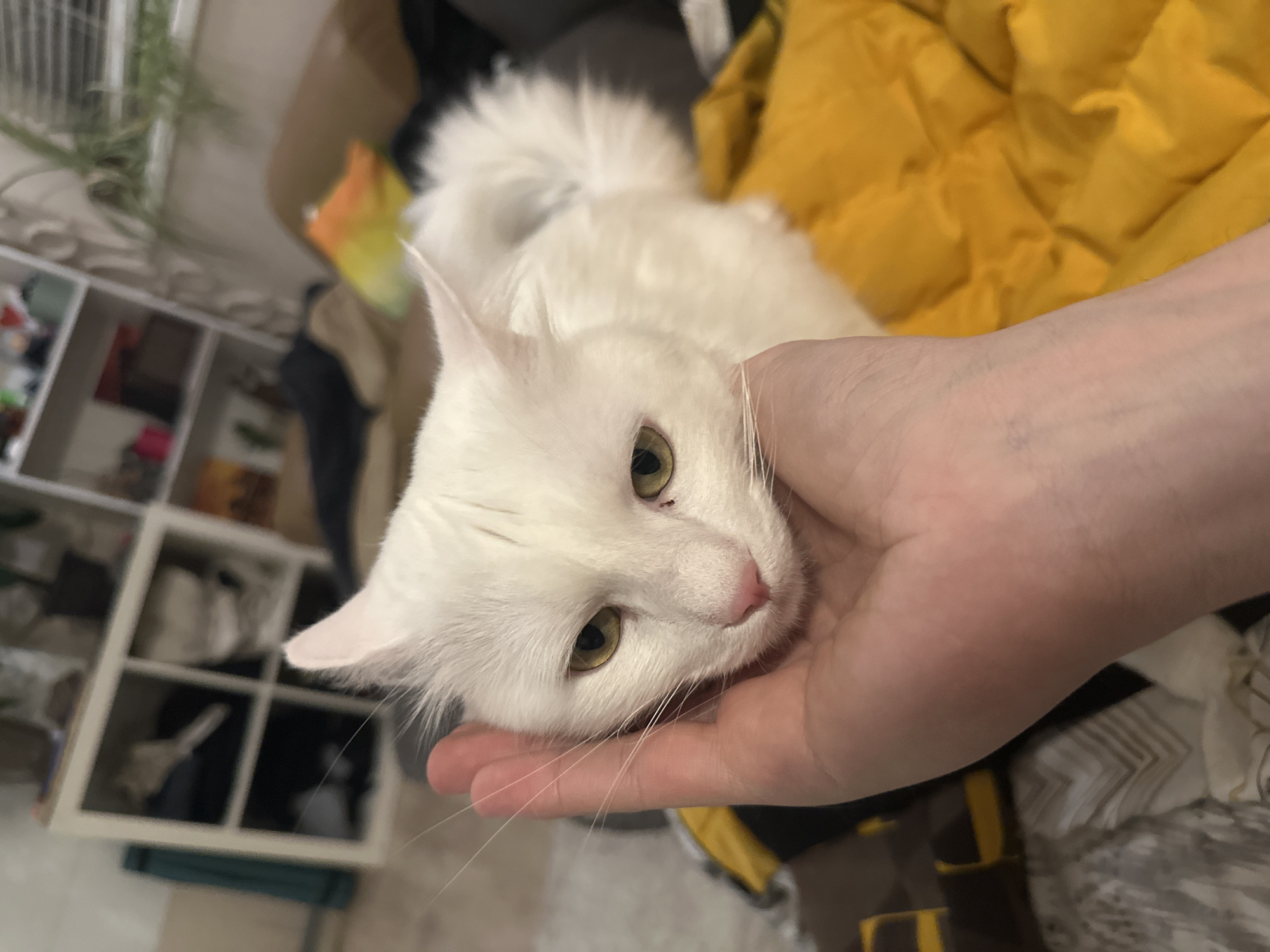 A white cat with green eyes is resting its head in a human hand. The cat is lying on a yellow quilted jacket, which is resting on a surface patterned with shades of gray and black. A white shelving unit is visible in the background, filled with various items. The image was likely taken indoors, but the specific location in Sofia, Bulgaria cannot be determined from the provided visual information.