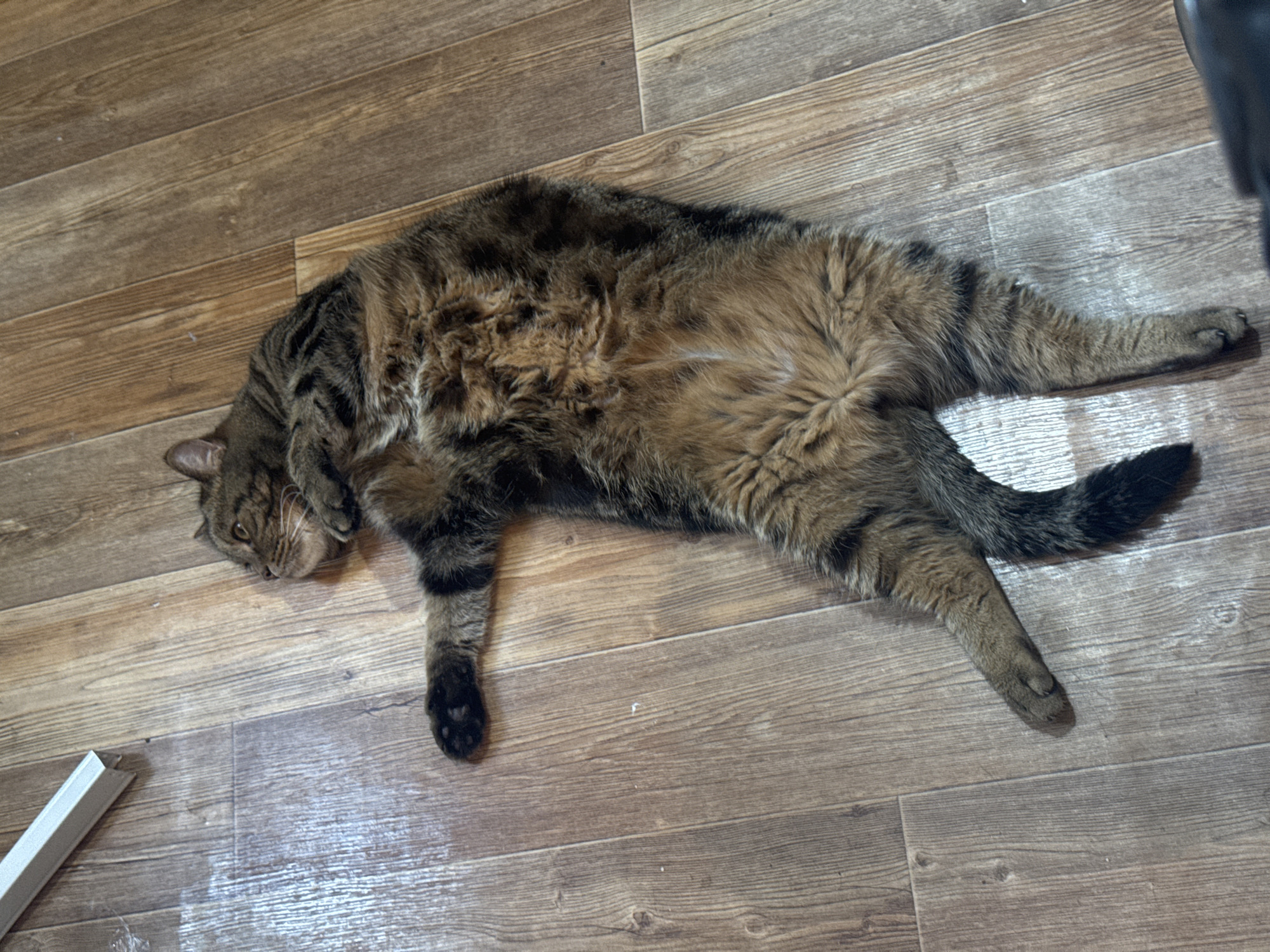 A tabby cat is lying on its back on a wooden floor. The cat is facing left and its paws are spread out. The floor has a wood grain pattern. A white metal object is visible in the upper left corner of the image. There is no indication of location in the city of Tolyatti, Russia.