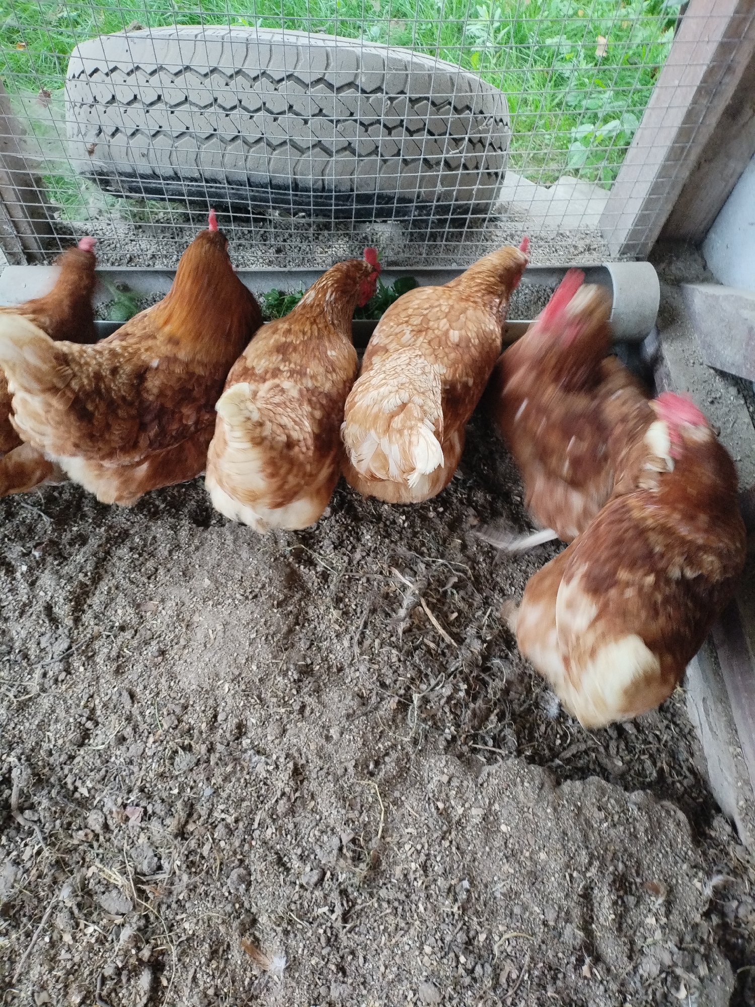 This is a medium-angle, eye-level, slightly tilted outdoor shot of four brown chickens in a coop. The chickens are gathered around a grey feeding trough, with their heads obscured by their bodies and the motion blur of their movement. The coop floor is covered in dirt and straw. In the background, a portion of a worn tire is visible, along with a wire fence and green foliage. The scene is set in a rural or backyard environment.