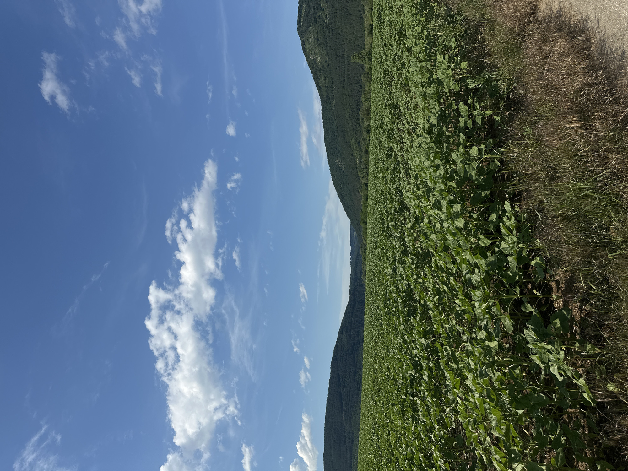 A vibrant landscape photograph captures a rural scene in Kormiansko, Bulgaria, under a clear blue sky. The image is oriented vertically, showing the expansive sky on the left, rolling hills in the middle, and green fields with a path on the right.
The upper portion of the frame features a bright, azure sky dotted with scattered, fluffy white clouds, suggesting fair weather. Below the sky, a series of dark green, forested hills or mountains stretch across the middle ground, their dense tree cover indicating a natural, untouched environment. The hills create a gentle, undulating horizon line.
In the foreground, covering the majority of the right side of the image, is a vast field of lush, verdant crops. These plants have broad, deep green leaves and appear to be thriving. Along the far right edge of the frame, bordering the cultivated field, is a rustic dirt path. This path is delineated by a strip of dry, yellowish-brown grass and leads into the distance.
The scene depicts a peaceful, natural setting, likely during daytime, given the bright illumination and clear sky. There are no people, animals, or man-made structures visible, emphasizing the untouched rural character of the area. No text is visible in the image.