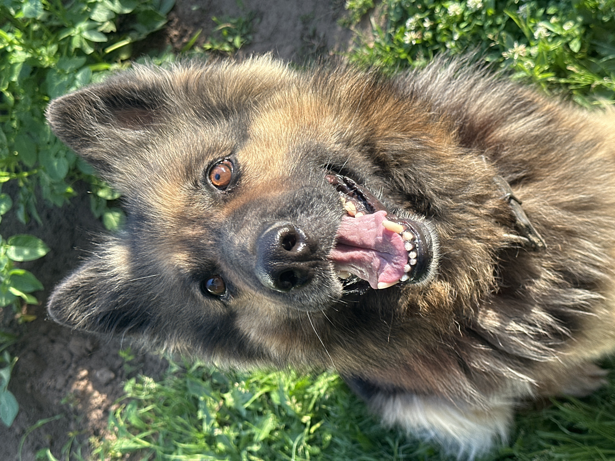 This is a close-up, high-angle, portrait-style shot of a German Shepherd dog, likely in an outdoor setting. The dog's head is tilted, and it appears to be looking directly at the camera with its mouth open and tongue slightly out, as if panting or expressing excitement. Its fur is a mix of brown, black, and tan, and it has prominent ears and warm-colored eyes. The background consists of green grass and some soil, indicating a natural environment. The lighting suggests it is daytime, possibly sunny, due to the shadows and bright highlights on the dog's fur and in the background. The overall emotion conveyed by the dog is one of playfulness and happiness. No text is visible in the image. The location context of Chaikovsky, Russia, places this scene within a specific geographical area, though the image itself does not contain explicit markers to confirm this.