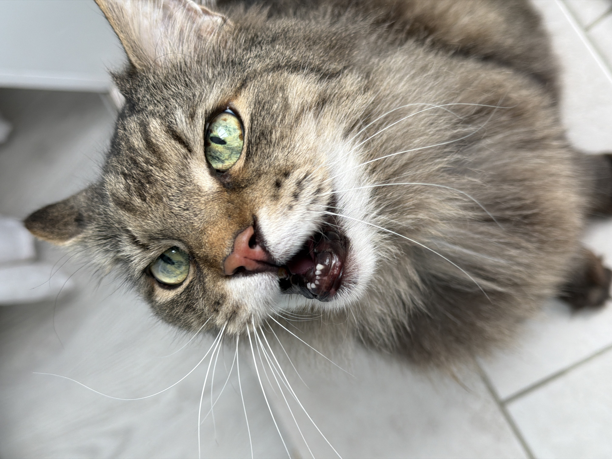 A close-up shot of a gray tabby cat is looking directly up at the camera. The cat has green eyes, a pink nose, and white whiskers. Its mouth is open, revealing its teeth. The background is a white tiled floor and a white cabinet. The image was taken in Засечное, Russia.
