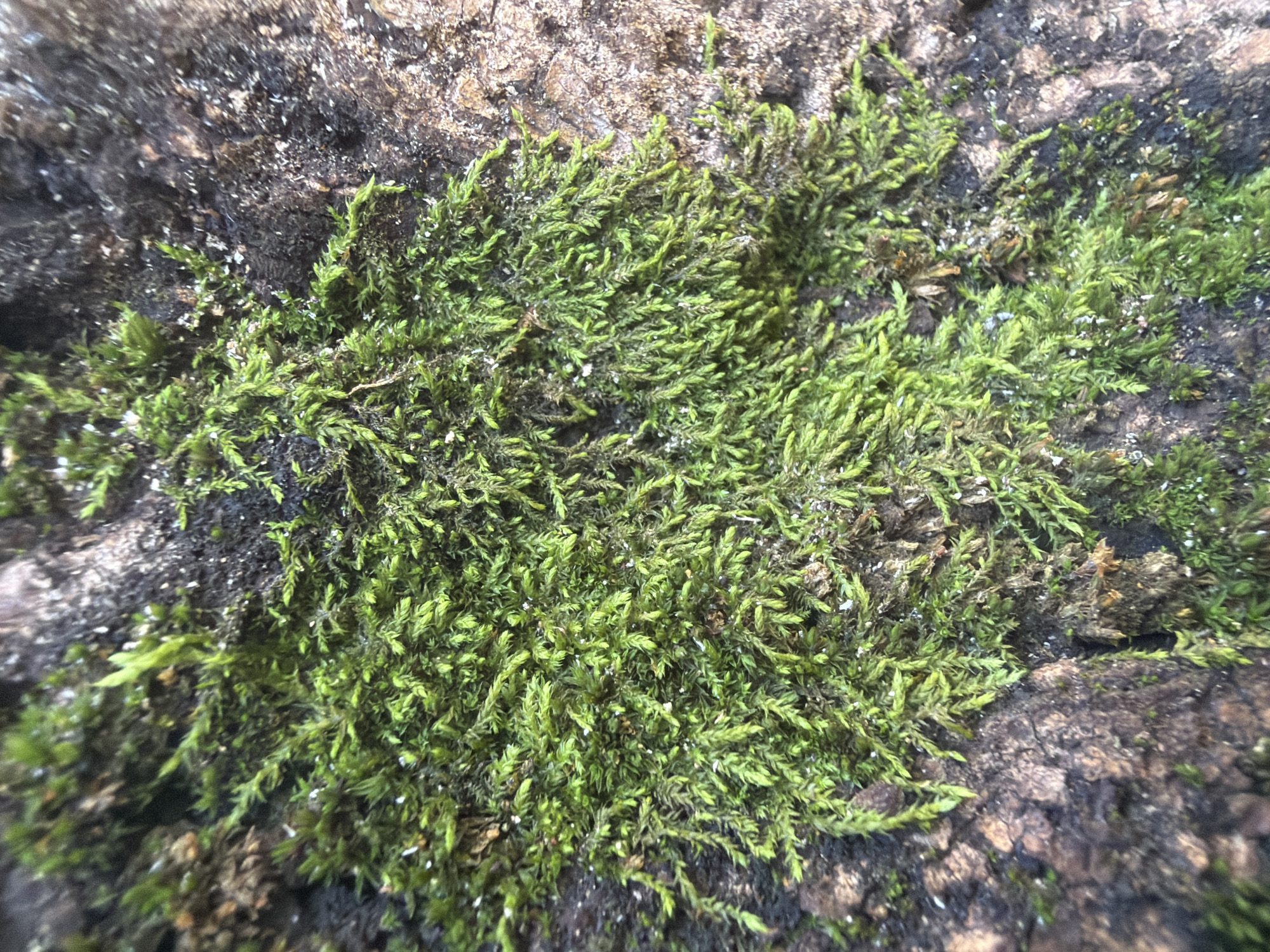 The image is a close-up, top-down view of moss growing on the textured surface of tree bark. The moss is a vibrant green, appearing dense and fibrous, with some individual stems clearly visible. Scattered among the moss are small specks of white, possibly debris or dust. The bark itself is rough and dark, with visible crevices and variations in color, ranging from deep brown to lighter greyish-brown. The lighting suggests an outdoor environment, with the focus on the natural textures and colors of the moss and bark. There is no indication of human presence or activity within the frame. The context of Kramatorsk, Ukraine, is not visually discernible from the image itself.
