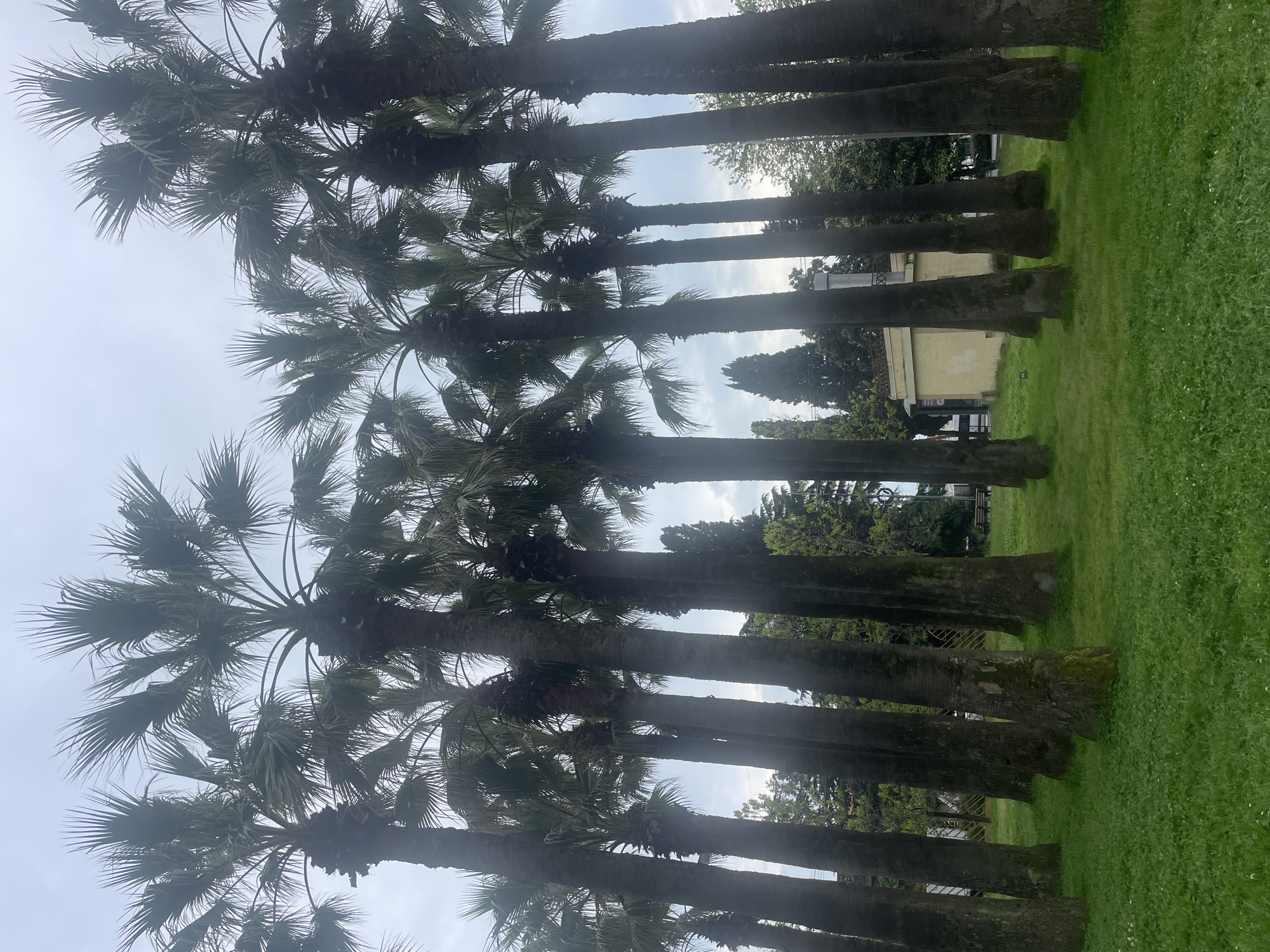The image shows a row of tall palm trees planted in a park with green grass. The trees have thick, textured trunks and large, fan-shaped fronds. The sky is overcast. In the background, there is a building, a bench, and other trees. The location is likely Sochi, Russia, given the prevalence of palm trees in the city. No people are visible.