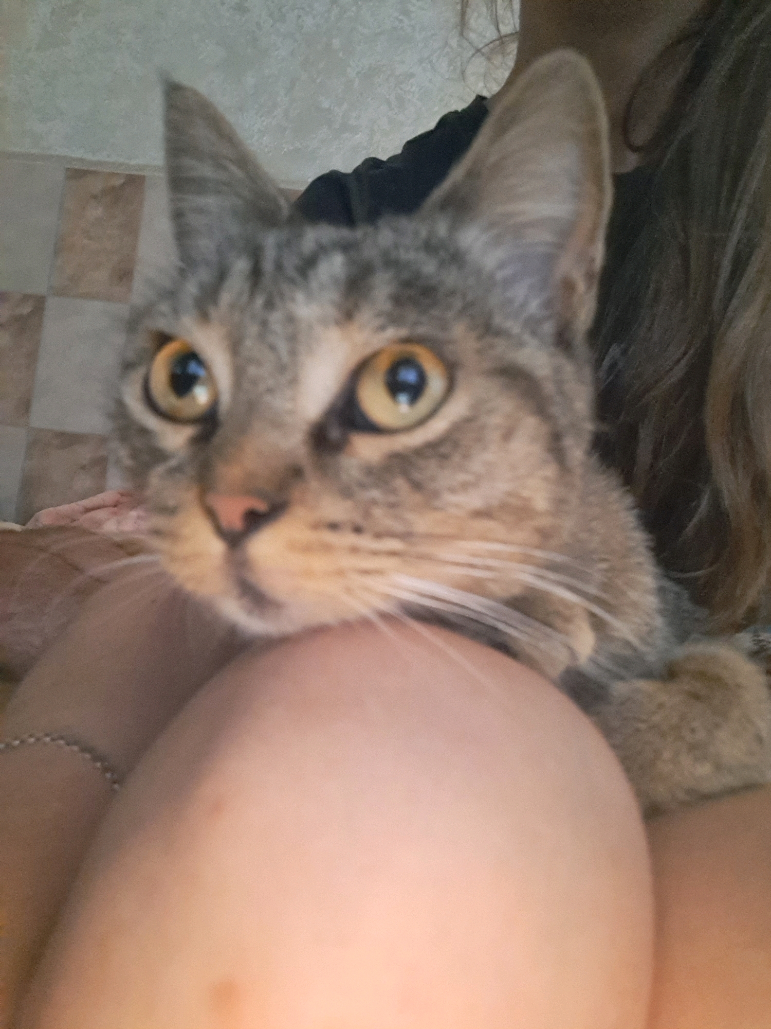 This image is a close-up, low-angle shot of a tabby cat resting on a person's lap. The cat's face is in sharp focus, with its large, golden eyes looking directly at the camera. The cat has grey and brown striped fur and prominent white whiskers. Part of the person's knee and thigh are visible in the foreground, and their hand is gently touching the cat's chin. The background is blurred, showing a tiled floor and what appears to be a textured wall. The lighting is soft, suggesting an indoor setting. There is no information available to determine the specific location within the city of Vypasne, Ukraine.