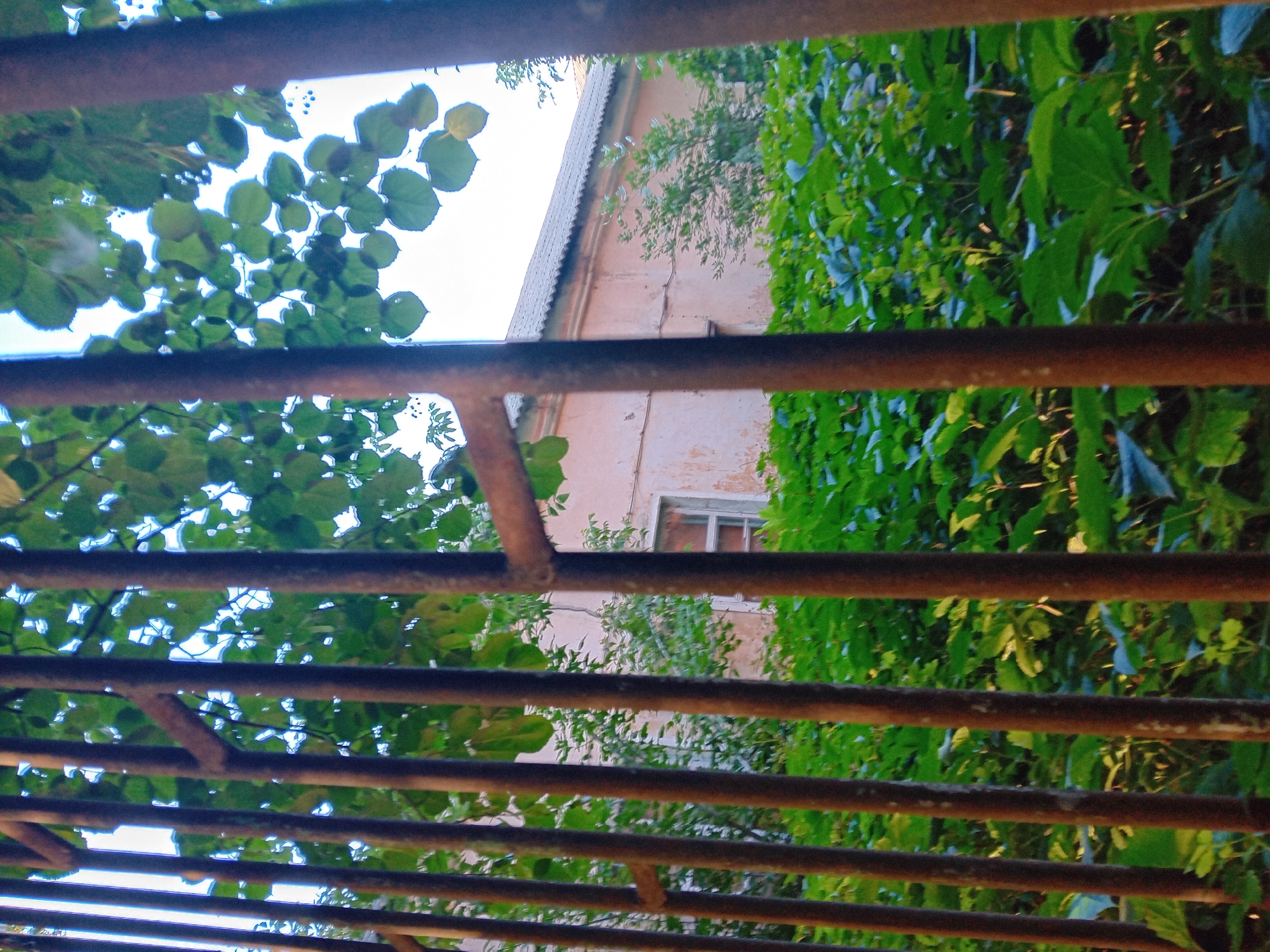 The image shows a view through a rusty metal fence, with vertical bars obscuring the foreground. Beyond the fence, a light pink, single-story building with a grey tiled roof is visible. The building has a window with white trim. Lush green foliage, including trees with heart-shaped leaves and dense bushes, surrounds the building and fills the lower portion of the frame. The sky above is a pale blue, suggesting it might be daytime. The scene appears to be residential, possibly an older property in Chuhuiv, Ukraine, given the context provided. There are no people or animals visible in the image.