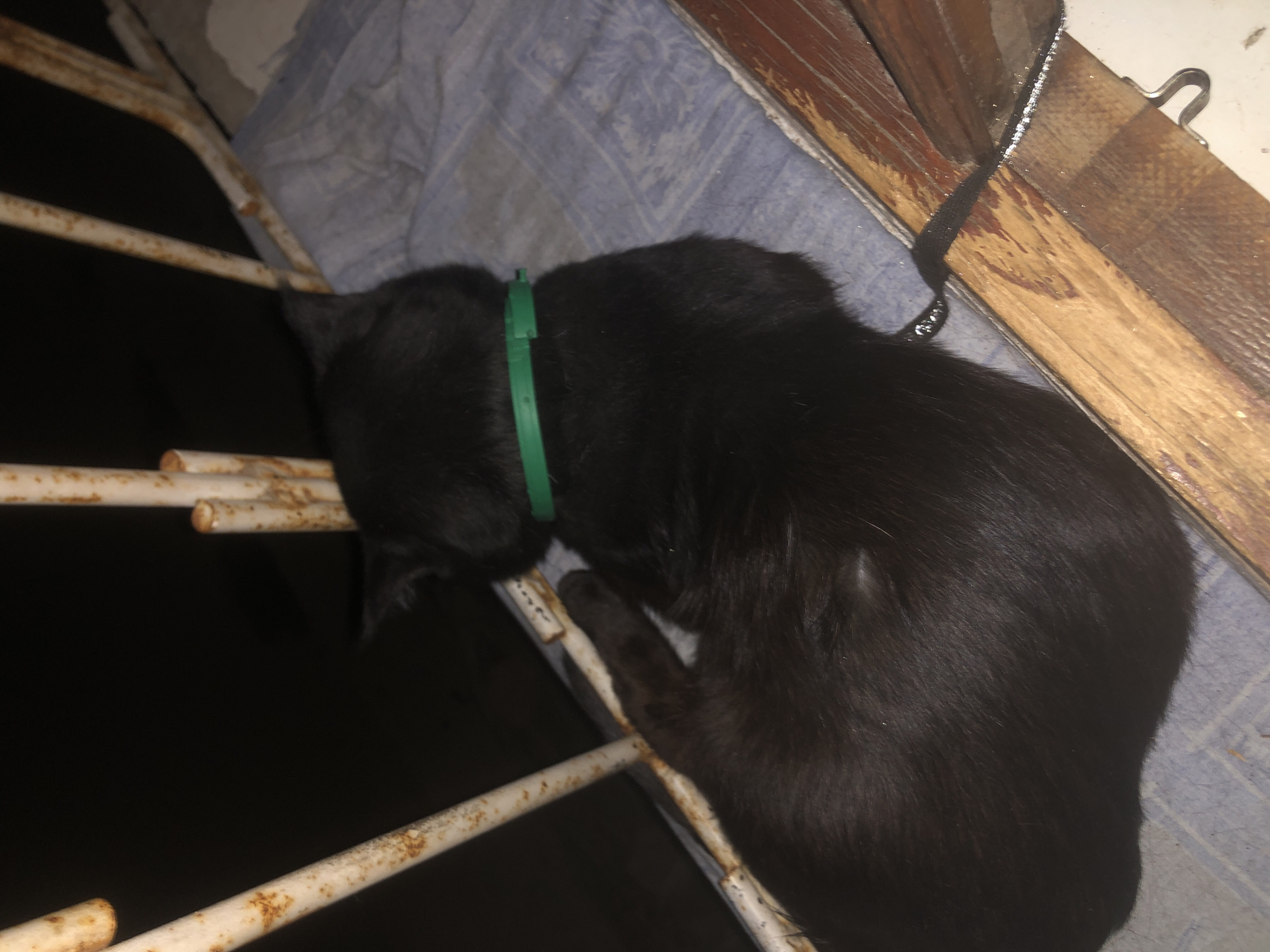An outdoor, low-angle, medium shot captures a black cat sleeping on a blue patterned fabric, likely a blanket or rug. The cat is wearing a bright green collar. To the left and top of the cat, there are rusty, white metal bars, suggesting the cat is in a window or balcony setting. The background is dark, indicating nighttime. The overall scene appears to be in an urban environment, possibly a residential area in Tashkent, Uzbekistan.