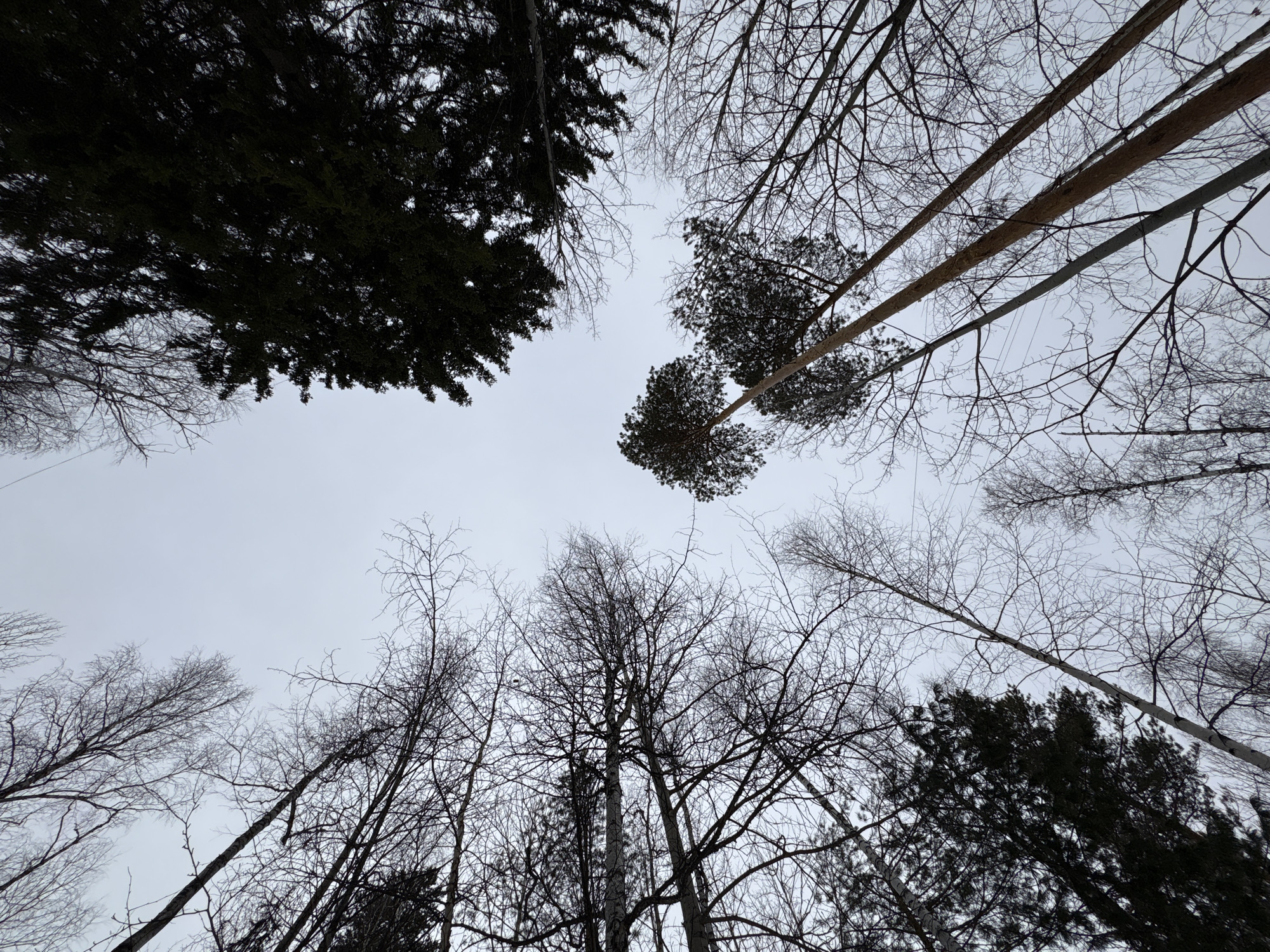 The image shows a view looking up into a forest canopy. The sky is overcast. Several types of trees are visible, including deciduous trees with bare branches and coniferous trees with dark green needles. The branches are tangled and crisscrossed. The photo was taken in Ust-Ilimsk, Russia. There are no people present.