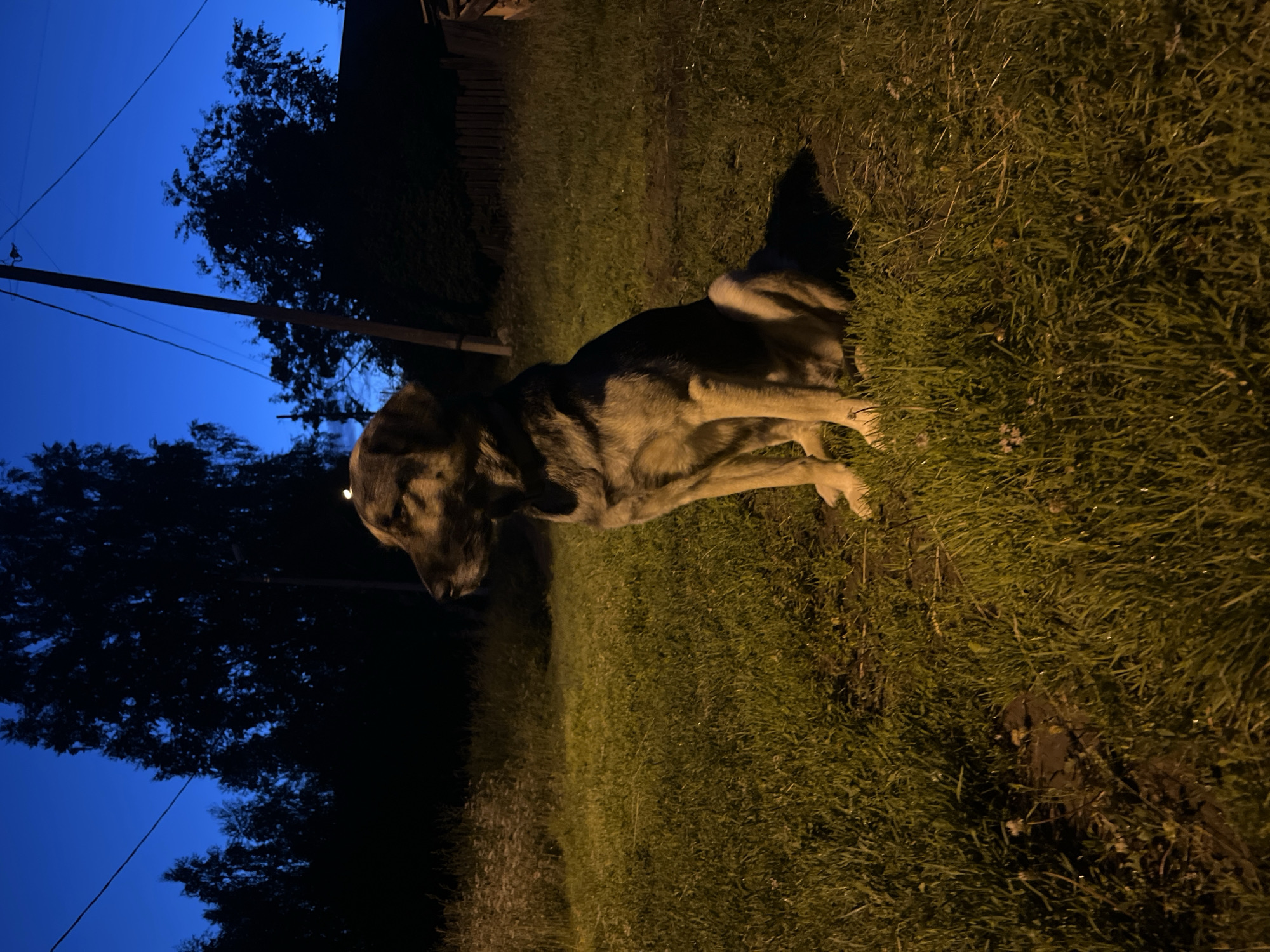 An adult mixed-breed dog, appearing to be a German Shepherd mix, is sitting on a patch of grass in what appears to be a rural or semi-rural area. The dog is facing left in profile, with its head turned slightly towards the camera. Its fur is a mix of brown, tan, and black. The dog is illuminated by a artificial light source, casting a warm glow on its fur and the surrounding grass.
The background consists of a dark expanse of trees, with the exception of a sliver of bright blue sky visible above. A wooden utility pole with wires stretches diagonally across the sky, and a dark, indistinct structure, possibly a fence, is visible to the right. The overall scene suggests a twilight or nighttime setting.
The location is identified as Nizhny Tagil, Russia. The environment appears to be a yard or a field adjacent to a residential area, given the presence of the fence and utility pole. There are no other people or animals visible in the image. The ground is covered in grass, with some patches of exposed soil and a few scattered small white flowers in the grass to the left.