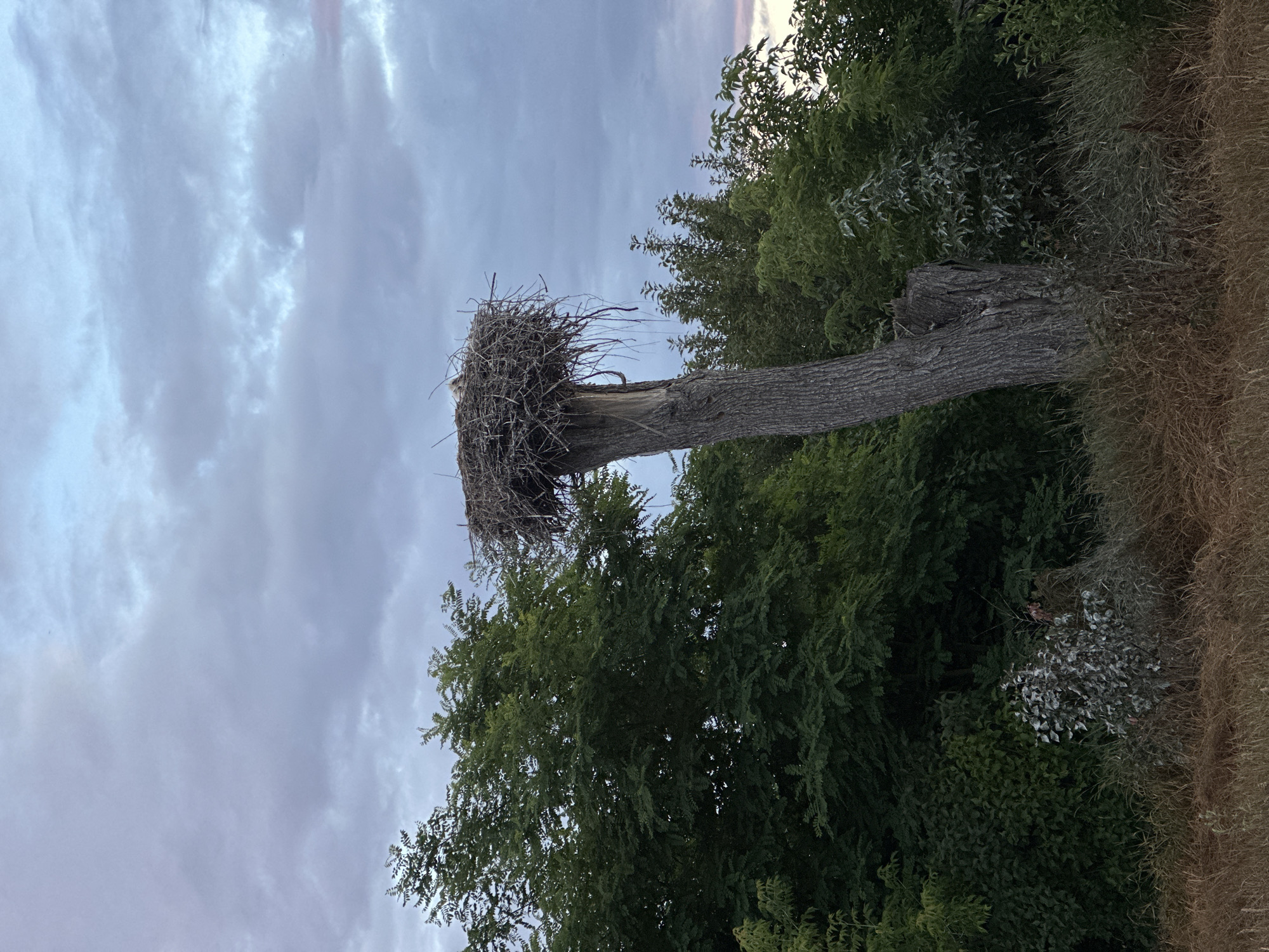 A solitary, dead tree trunk stands prominently in the foreground, its bark weathered and textured. Atop this trunk rests a large, untidy nest constructed from twigs and branches. Within the nest, a small, light-colored bird is visible, appearing to be either a chick or a juvenile. The tree is surrounded by lush green foliage, with dense trees forming a backdrop and extending to the left and right sides of the frame. The sky above is filled with overcast, gray clouds, tinged with hints of pink and blue, suggesting either early morning or late evening. The ground in front of the tree is covered with dry grass and some lighter-colored vegetation. The scene is devoid of any human presence and appears to be located in a rural or natural setting.
