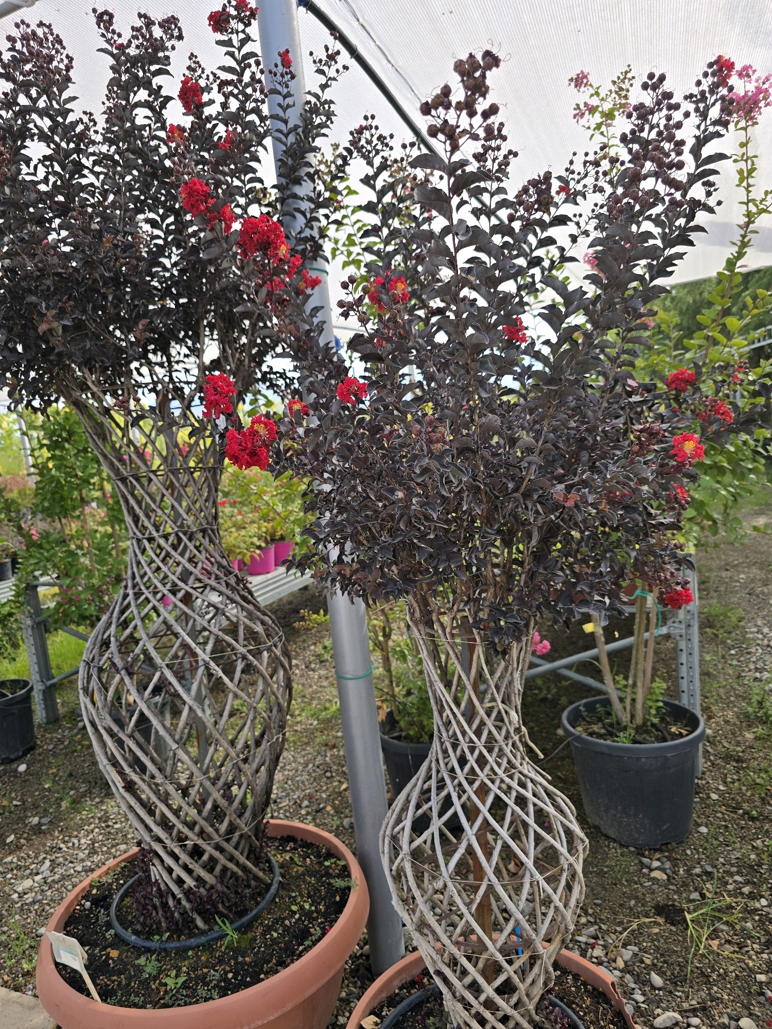 The image shows two potted plants with dark foliage and red flowers, each set in a unique woven planter that tapers towards the top. The planters are made of intertwined natural material, creating a visually interesting spiral effect. The plants themselves are bushy with numerous small red blossoms. They appear to be outdoors, likely in a nursery or garden center, given the presence of other plants in pots, gravel ground cover, and a white fabric awning overhead. The lighting suggests it is daytime. The overall impression is of decorative plants, possibly for sale or display. Without additional information, it is impossible to determine the specific location within Podgorica, Montenegro.