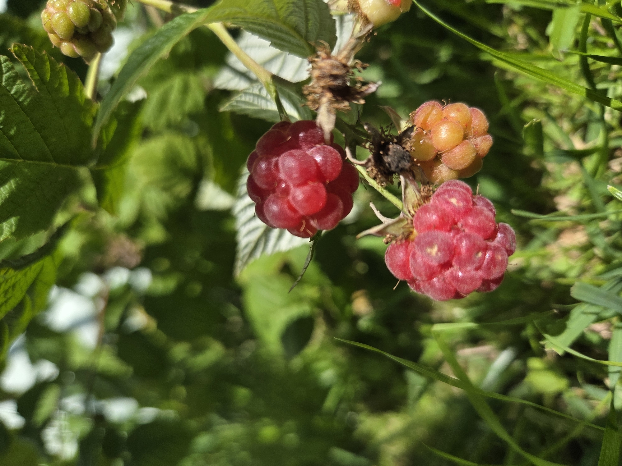 The image shows a close-up of ripe raspberries on a bush, with blurred green foliage and grass in the background. Several red raspberries are visible, some appearing fully ripe and plump, while others are still developing or have begun to turn orange. The berries are attached to a stem with dried calyxes. The overall setting appears to be an outdoor garden or natural environment. The specific location of Восход Снт (фролово), Russia is implied as the context for this image, suggesting this is a scene from that area.