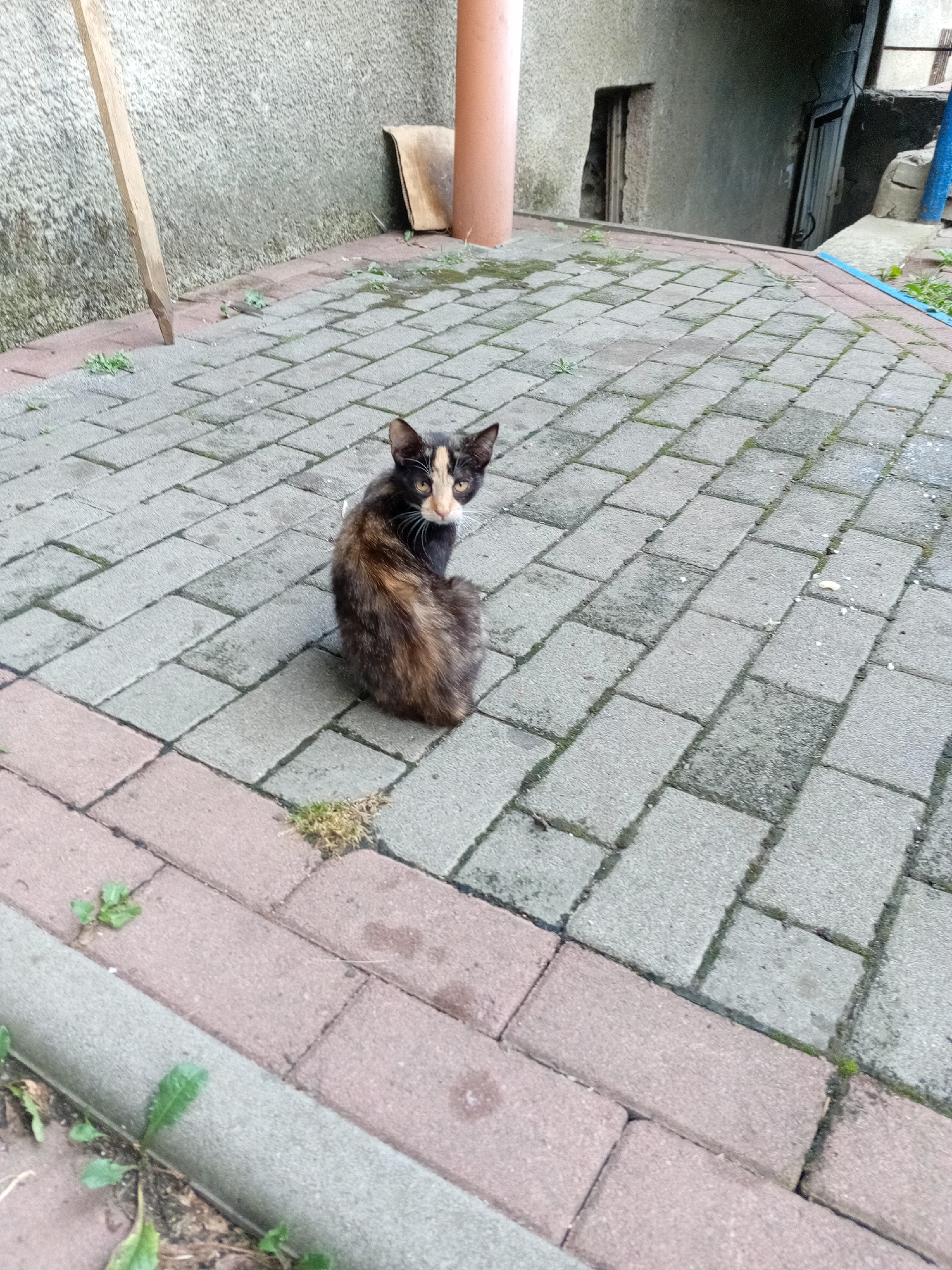 A medium-shot, eye-level, outdoor, full-color, slightly hazy photograph depicts a calico cat sitting on a paved patio. The cat is facing away from the camera and looking over its left shoulder. The cat's fur is a mix of black, white, and orange, with a white patch on its face and a white tail. The cat is sitting on a gray paver stone patio, with some red-brown paver stones bordering the patio. There is some sparse green vegetation growing between the pavers and along the edge of the patio. In the background, there is a gray concrete wall with a wooden plank leaning against it. To the right of the wall, there is an opening leading to a dark area, possibly an alley or basement entrance. The overall environment appears to be an urban or semi-urban setting, likely in Tiachiv, Ukraine, given the context. The lighting suggests it is daytime, possibly overcast.