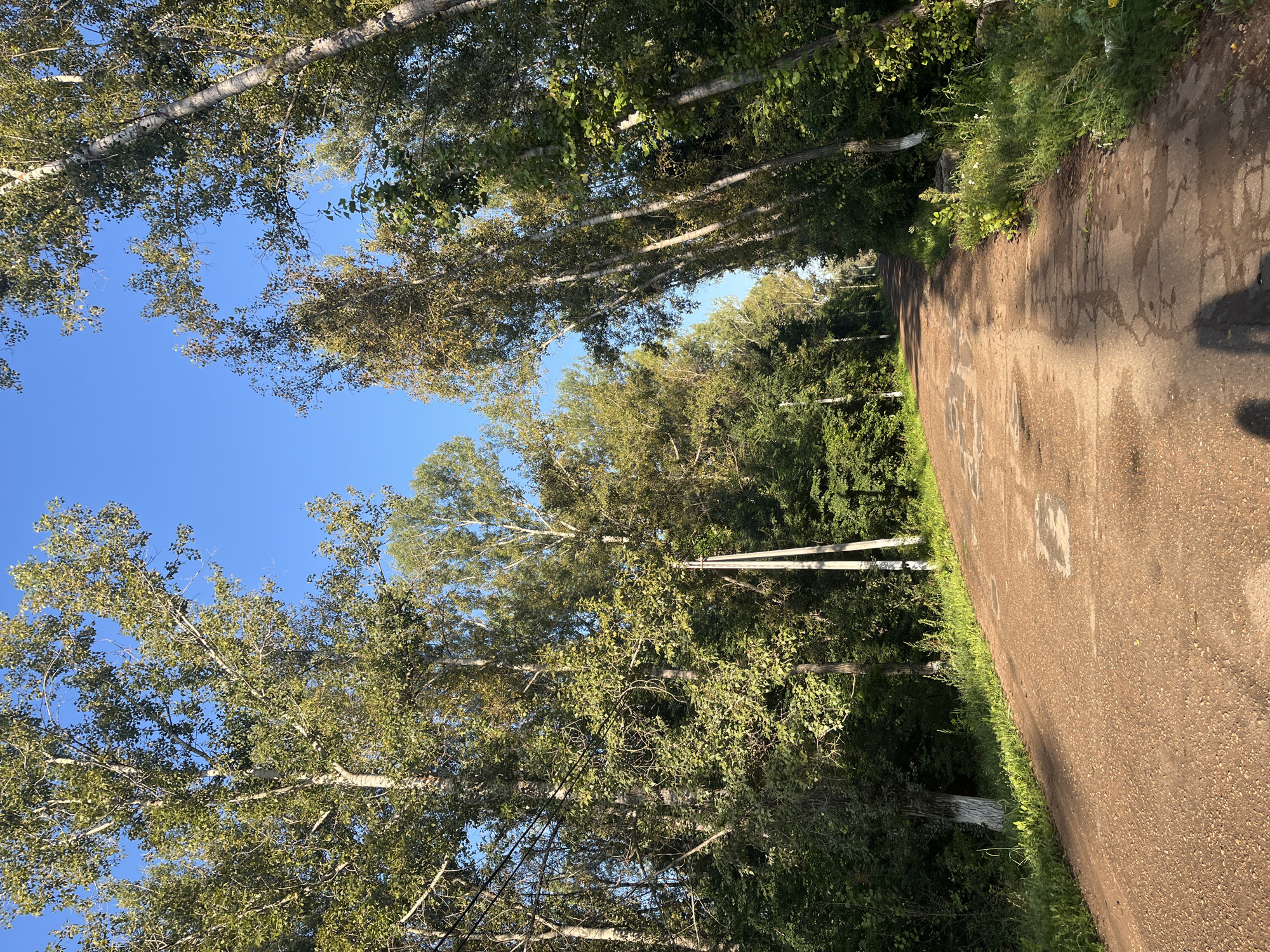 A dirt road winds through a dense forest of tall trees, their leaves a mix of green and yellow, suggesting the late summer or early autumn season. The road is uneven and shows signs of wear, with patches of darker, possibly wet, asphalt visible. Sunlight filters through the canopy, casting dappled shadows on the road. On the left side of the road, a tree trunk is whitewashed, a common practice for marking trees along roadsides in some regions. Utility poles, also common in rural areas, are visible among the trees. The sky above is a clear, vibrant blue. In the foreground, the shadow of a person or people is cast on the road, indicating their presence but not showing them directly. The scene depicts a natural, undeveloped environment, likely a rural road or a path within a forest on the outskirts of a city. The presence of whitewashed trees and utility poles suggests some level of human infrastructure and management within this natural setting.