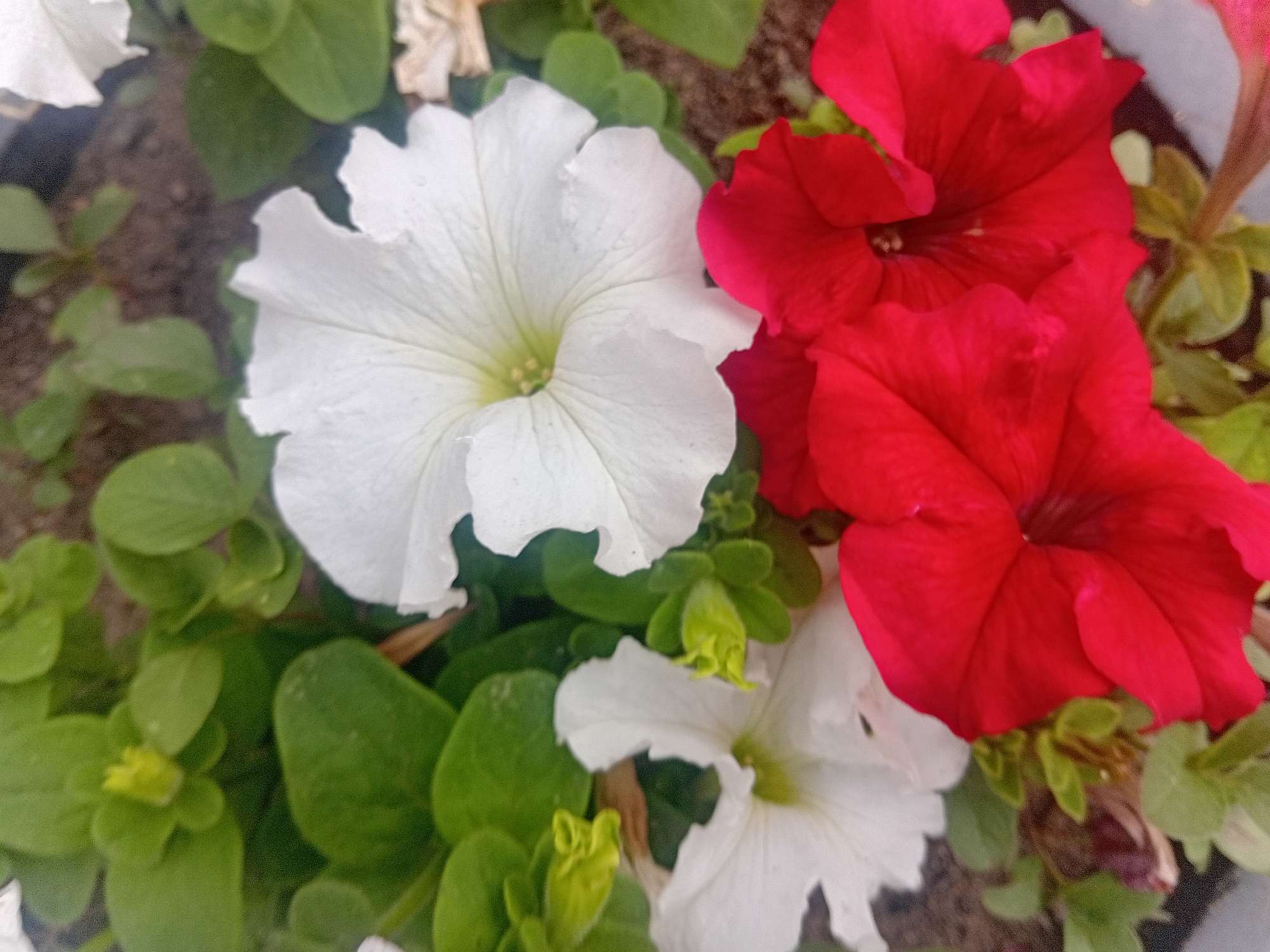 This media file is a close-up shot of several blooming petunias in a garden. The flowers are a mix of vibrant red and pure white. Lush green leaves surround the blossoms, some of which are tightly furled buds. The background is softly blurred, hinting at soil and other foliage. The scene appears to be an outdoor garden setting, possibly in Temirtau, Kazakhstan, given the context. There is no discernible activity or event taking place; the image focuses solely on the still beauty of the flowers. The lighting suggests it could be daytime, with natural light illuminating the vibrant colors of the petals. No text is visible in the image.