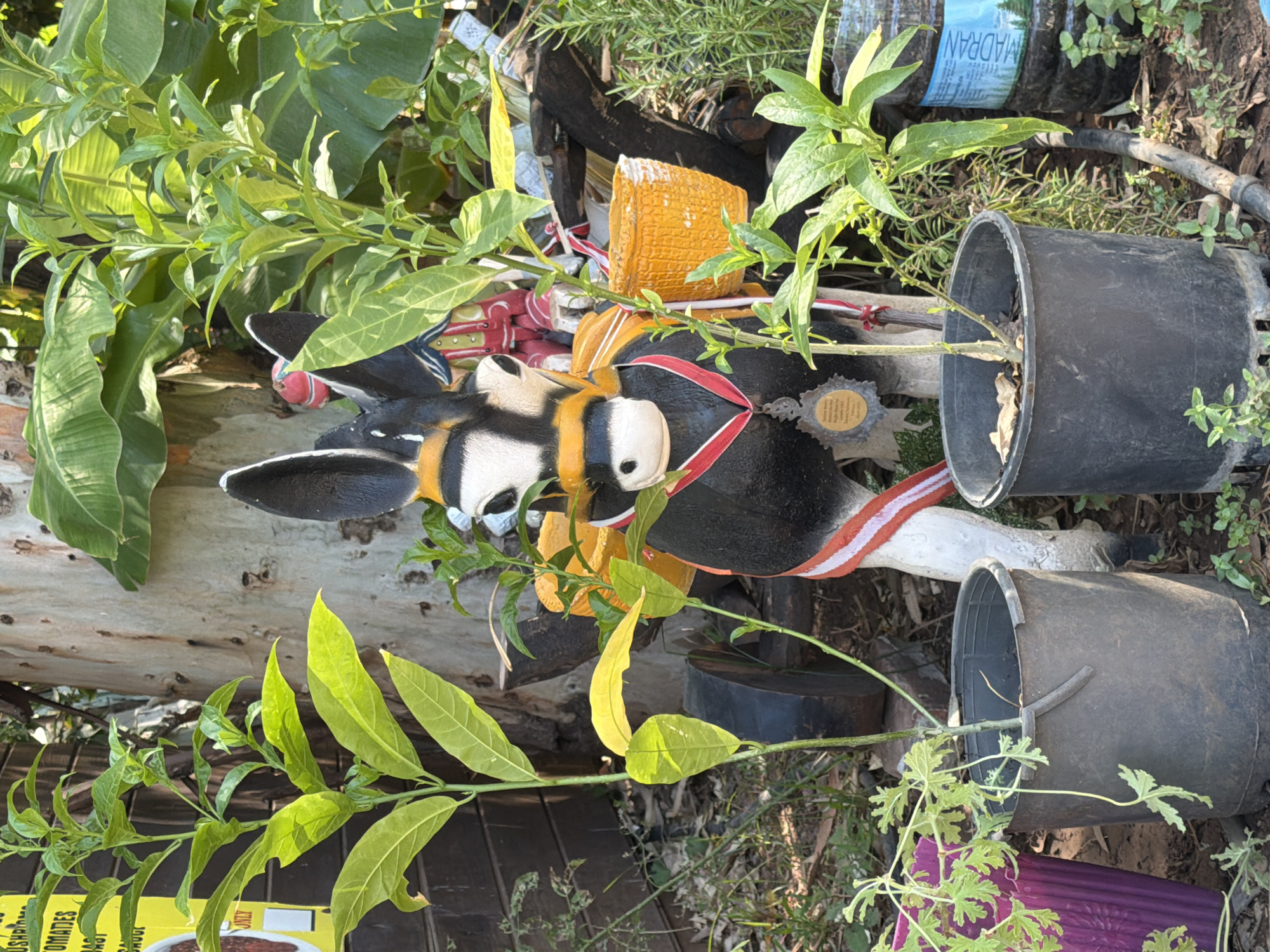 In a garden setting, likely in Marmaris, Turkey, a whimsical donkey statue is the central focus. The statue is painted black and white with orange accents on its ears and harness, and it wears a red ribbon with a medal. It's positioned among lush greenery, with a large tree trunk visible behind it. In the foreground, several potted plants are placed on the ground, including a large black pot to the left containing a leafy green plant, and another black pot to the right with a similar plant. To the far left, a purple pot with a trailing plant is partially visible. The background features more foliage, including large banana leaves, and a wooden fence on the left. There is a yellow sign on the fence with some text, and a dark, possibly burnt, wooden structure behind the donkey. The ground is covered with dirt and scattered leaves. The scene appears to be outdoors during the daytime, with ample sunlight casting shadows.