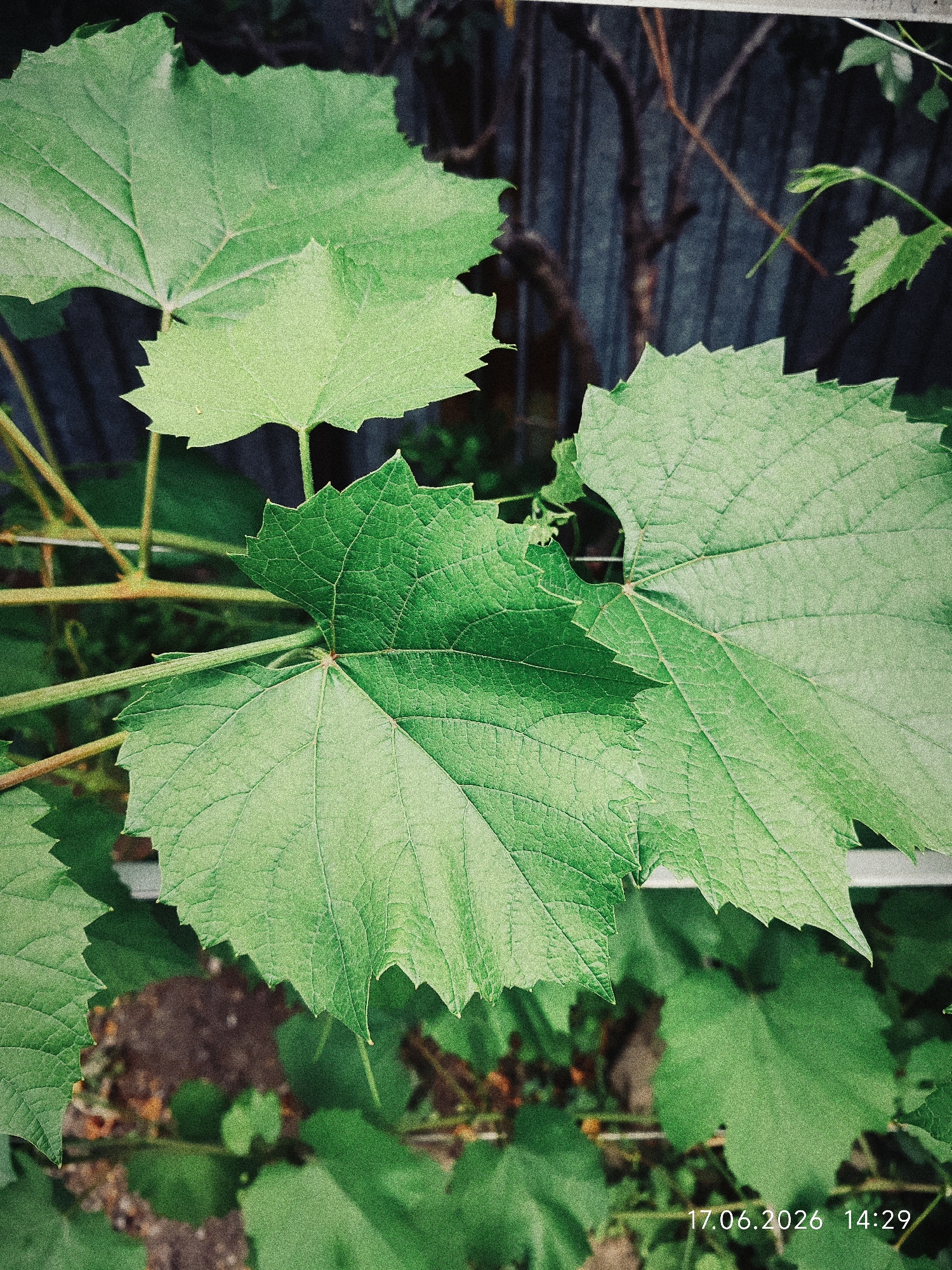 A close-up shot focuses on several large, green grape leaves with serrated edges. The leaves are detailed with visible veins and have a slightly textured surface. Some leaves are in sharp focus, while others are progressively blurred in the background, creating a shallow depth of field. The stems of the grapevines are also visible, appearing as thin, woody branches. In the background, a dark, textured fence or wall is partially obscured by the foliage. The ground beneath the plants is a mix of dark soil and other green vegetation, out of focus. In the bottom right corner, a timestamp reads "17.06.2026 14:29". The image appears to be taken outdoors, likely in a garden or vineyard setting, within the city of Üshtöbe, Kazakhstan.
