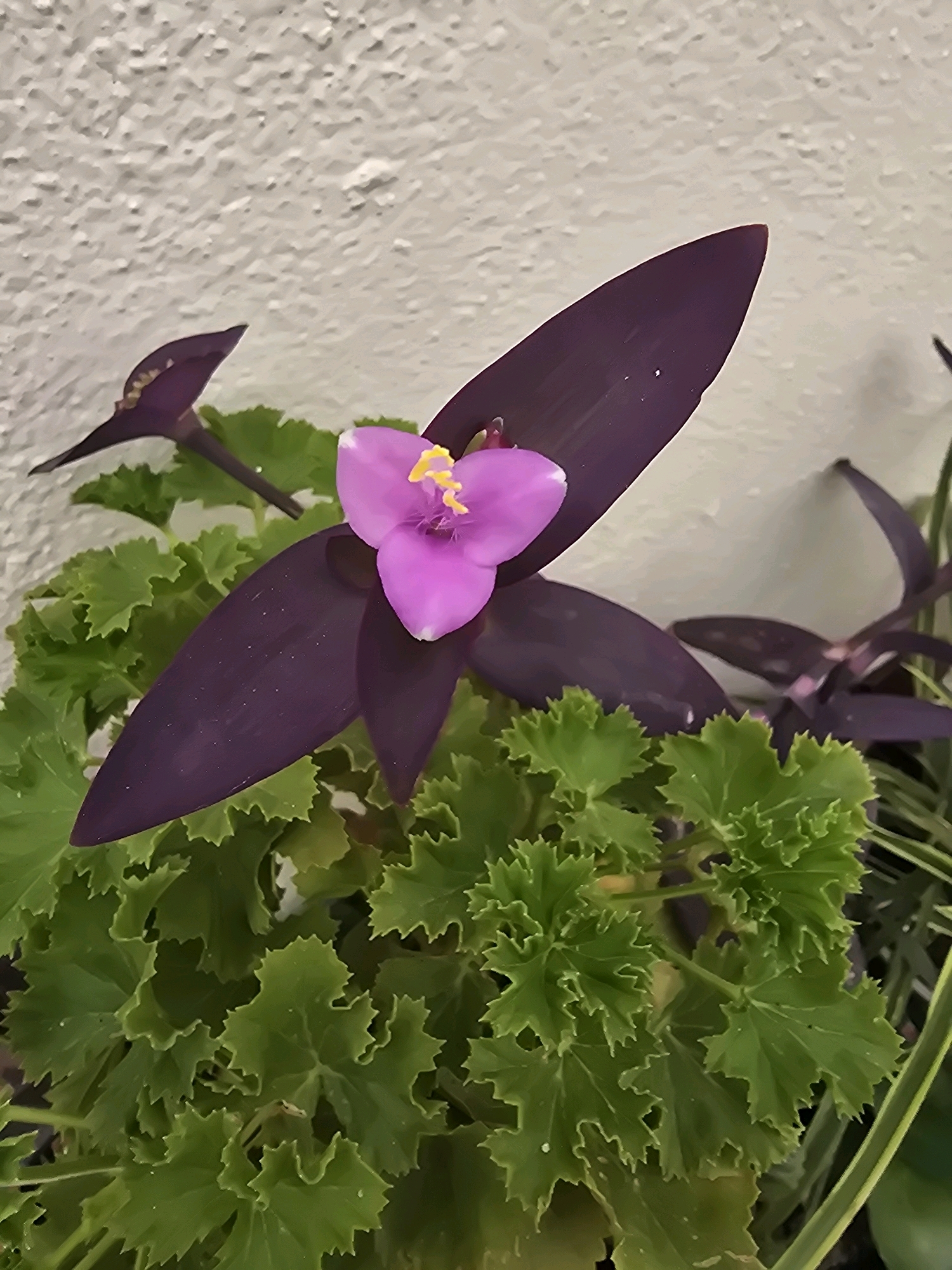 The image shows a close-up of a purple heart plant with a single pink flower. The plant has dark purple, elongated leaves and delicate pink petals with yellow stamens in the center of the flower. The leaves of another plant, with jagged green foliage, are visible in the foreground and surrounding the purple heart plant. The background is a textured, light-colored wall. The image is an indoor still life and does not depict any specific location in the city of Jaén, Spain. There are no people, actions, or interactions visible in the scene.