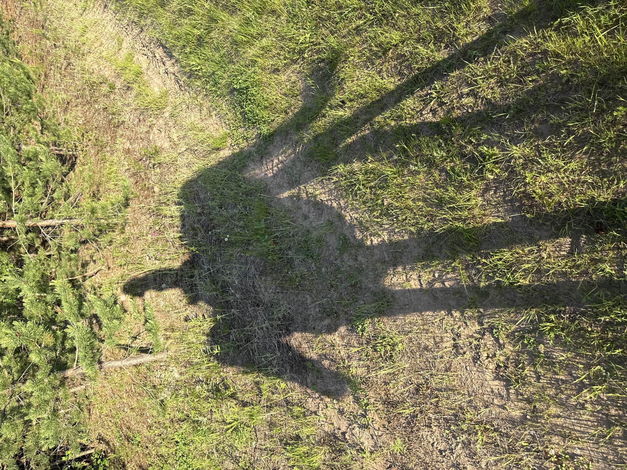 The image shows a shadow of a person or people cast on a grassy, dirt ground. The shadow is elongated, suggesting the sun is low in the sky, likely indicating either sunrise or sunset. The ground is covered with dry grass, patches of green grass, and some bare dirt. To the left of the frame, there are pine trees with dense green needles, indicating a natural outdoor setting. The lighting suggests it is daytime, with the sun casting long shadows. No visible text is present in the image. The overall scene evokes a sense of being outdoors, possibly in a park, forest edge, or open field.