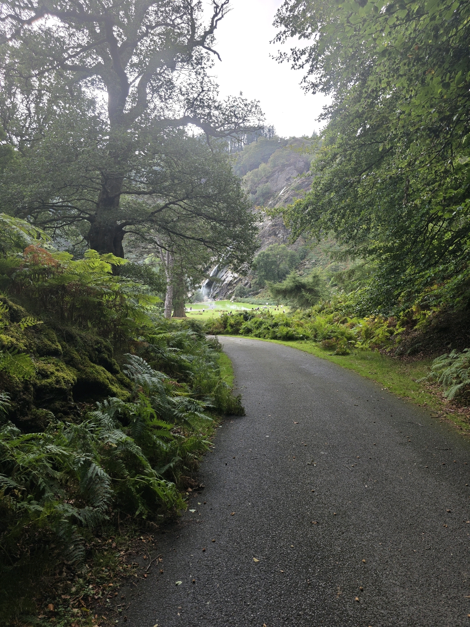 A paved road curves to the right through a lush, green landscape. On the left side of the road, a moss-covered rocky embankment is covered in ferns. A large, ancient tree with dense foliage stands prominently on the left, its branches extending over the embankment. The road continues into the distance, where a waterfall cascades down a rocky mountainside. In the background, several small figures can be seen on a grassy area near the waterfall, suggesting a park or tourist destination. The overall atmosphere is serene and natural, with the overcast sky contributing to a soft, diffused light.