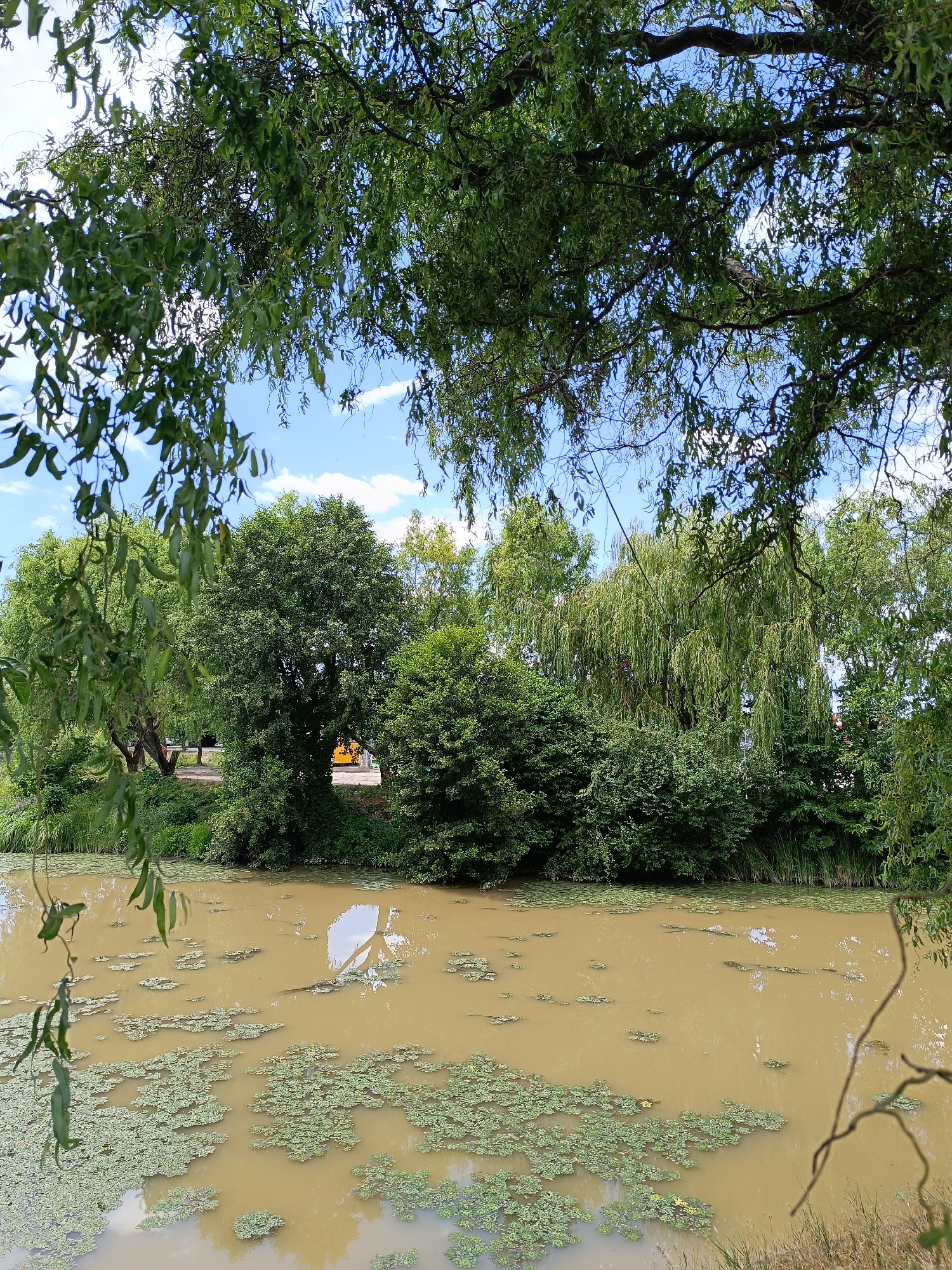The image depicts a tranquil natural scene at the Jiu River in Târgu Jiu, Romania. A calm, muddy brown river fills the foreground, partially covered with clusters of small, green aquatic plants. The water reflects the sky and surrounding vegetation. The riverbank is lined with dense green trees and shrubs, forming a lush natural barrier. Overhanging branches from trees frame the upper portion of the image, with their green leaves silhouetted against a bright blue sky dotted with white clouds. In the middle ground, beyond the riverbank, a road is visible, with a hint of yellow in the distance, possibly a vehicle. The overall impression is one of a serene, natural environment on the outskirts of the city.