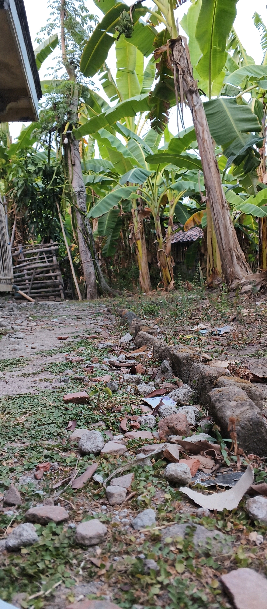 In a rural setting, possibly in Japanan, Indonesia, a dirt path is visible in the foreground, covered with small stones, scattered red brick fragments, and patches of low-lying green plants. A line of larger stones forms a border along the right side of the path, leading into a densely vegetated area. Towering banana trees with broad green leaves dominate the background, their thick, brown trunks creating a natural enclosure. Behind the trees, a small, rustic structure with a tiled roof is partially visible. To the left of the path, a wooden fence or gate, constructed from horizontal and vertical planks, stands against a backdrop of lush green foliage. The overall scene depicts an outdoor environment with a natural, somewhat unkempt appearance, characteristic of a village or rural backyard.
