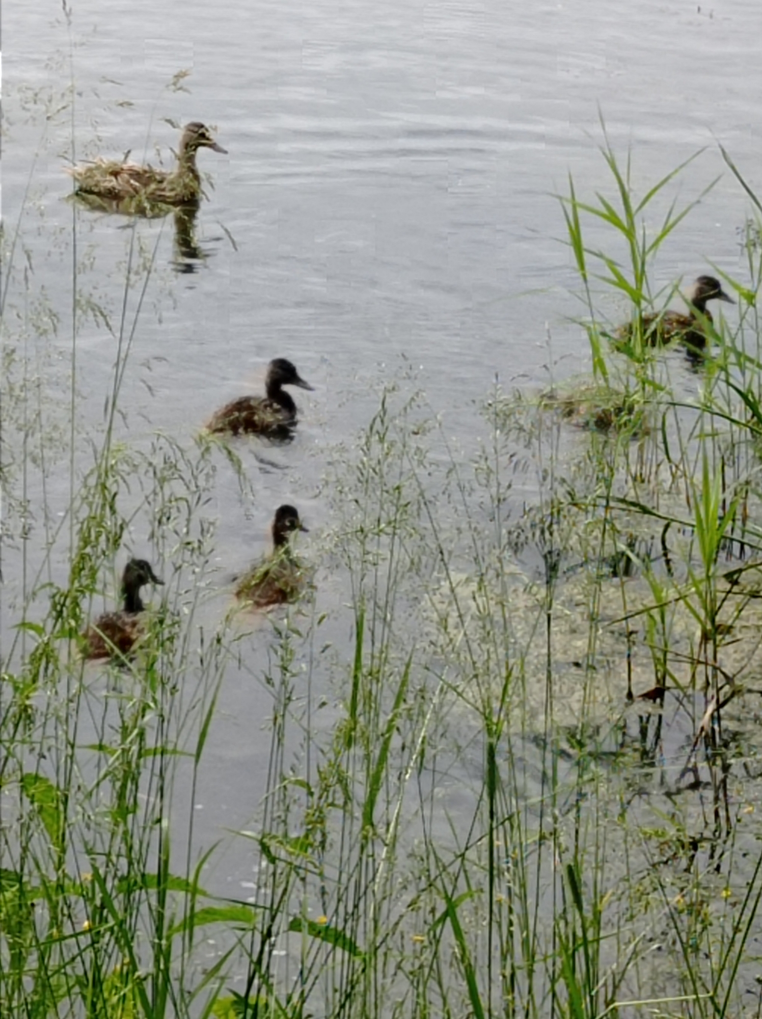 A group of ducks is swimming in a body of water, likely a lake or pond, with tall grass growing along the edge. In the foreground, the tall green grass partially obscures the view of the ducks and the water. The water itself is a muted gray color, suggesting it might be an overcast day. The ducks are scattered across the water, with one larger duck swimming further out and to the left, while four smaller ducks are closer to the foreground and to the right. The smaller ducks appear to be ducklings, and they are swimming in a loose group. The overall scene conveys a sense of nature and tranquility, with the ducks peacefully navigating their environment. There is no visible text in the image. The time of day is likely daytime, given the lighting, but the weather appears to be cloudy or hazy. The location is identified as Degtyarsk, Russia, which implies a natural outdoor setting.