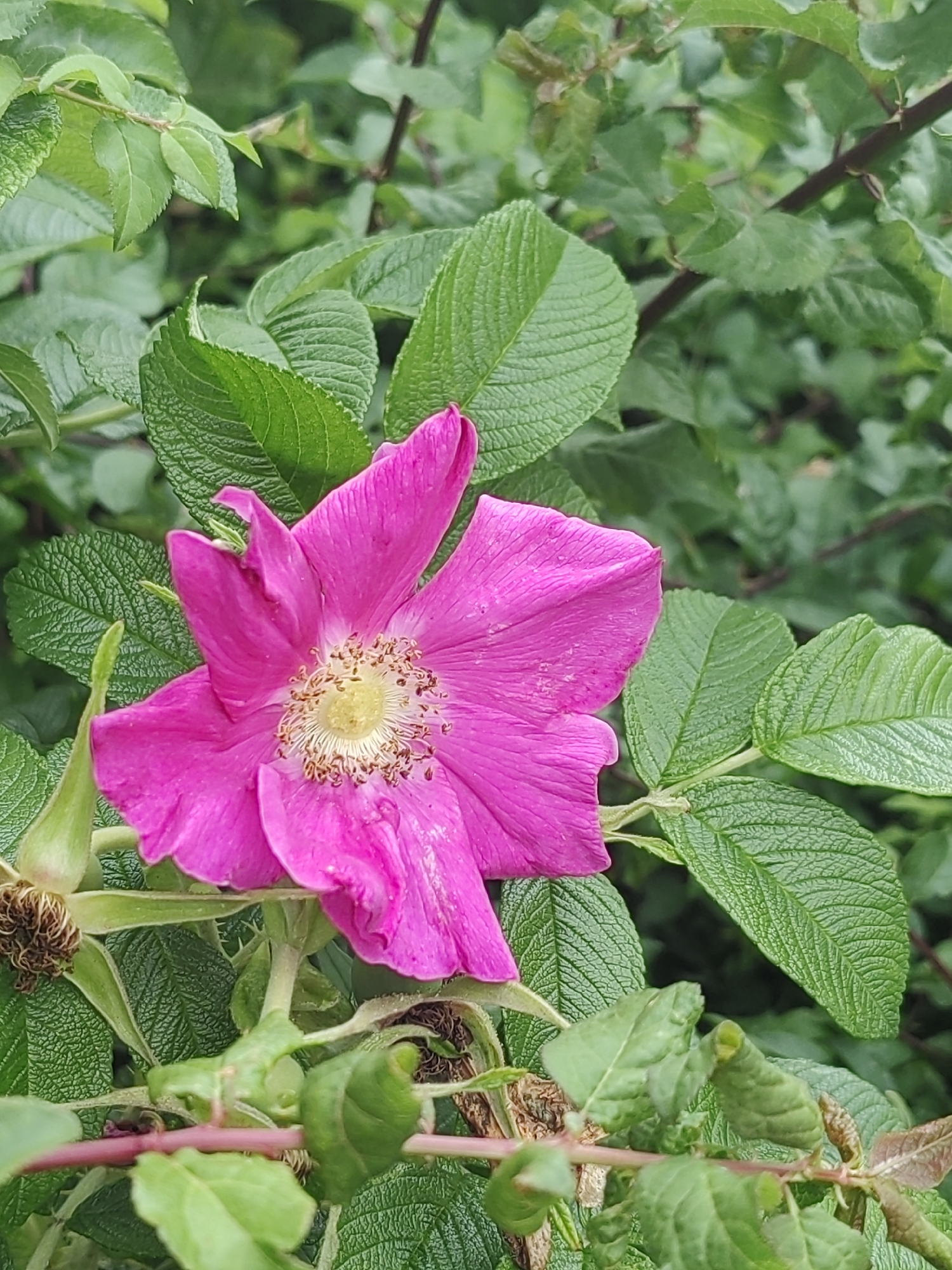 A close-up, eye-level shot shows a vibrant pink rose in full bloom, centered in the frame. The rose has five delicate petals and a cluster of yellow stamens in its center. It is surrounded by lush green foliage, with several textured, serrated leaves clearly visible. A hint of a reddish-brown stem runs across the lower portion of the image. The background is a soft blur of green, suggesting a natural, outdoor setting. The overall lighting is diffused, indicating an overcast day or a shaded area, with no harsh shadows. The image composition is focused on the flower, with the surrounding leaves providing a natural frame. There is no visible indication of the location being in Hrodna, Belarus; it is a generic depiction of a rose bush.