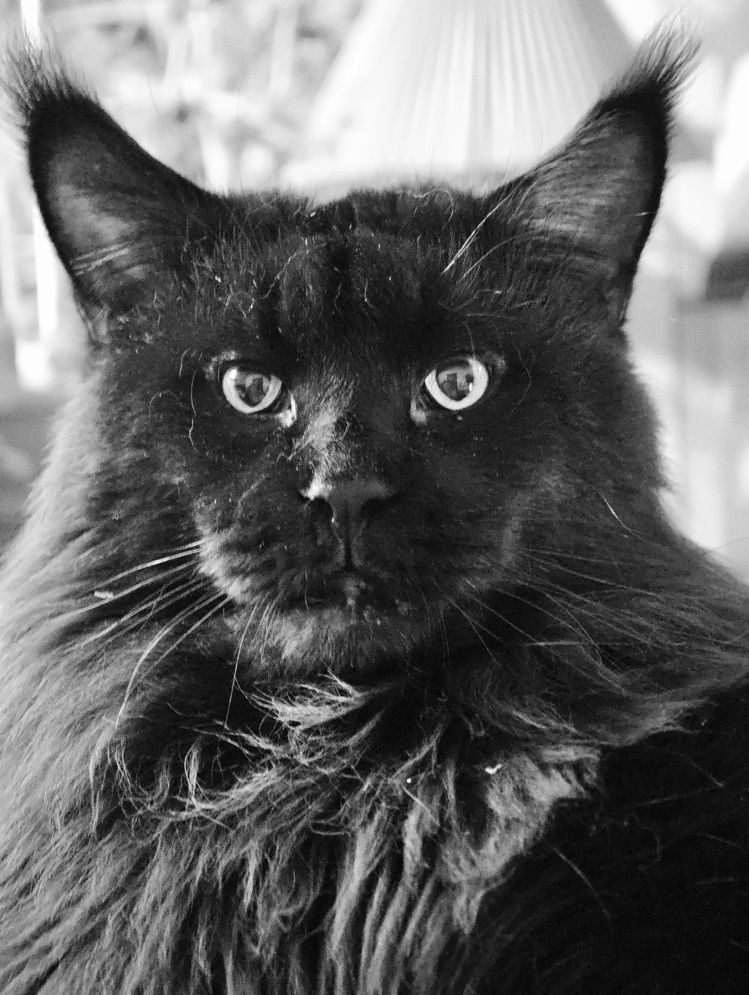 A close-up, black and white, portrait of a black Maine Coon cat is presented. The cat is facing the camera directly, with its large, distinctive ears pointed upwards. Its eyes are wide open and appear to be a light color with dark pupils. The cat has a thick, luxurious mane of fur around its neck and face, and its whiskers are clearly visible. The background is blurred and out of focus, but appears to be indoors with some light filtering in from what might be a window. No people are visible in the image.