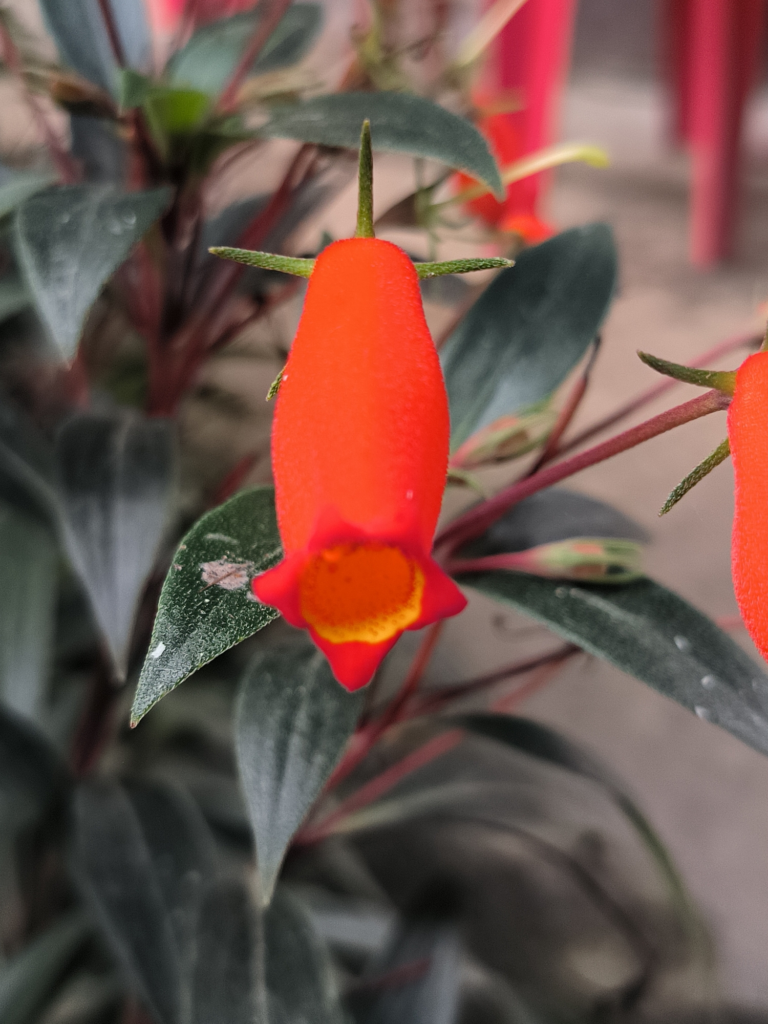 A close-up, eye-level shot focuses on a vibrant orange, bell-shaped flower with a yellow opening. The flower is suspended above dark green, lanceolate leaves. Several other, unopened buds and stems, a reddish-pink in color, are visible in the background. The background is blurred and appears to be an outdoor setting, with soft, neutral tones suggesting an urban environment. The composition is centered on the single, prominent flower. The image does not provide any specific indicators to pinpoint its location within the city of Tansaril, Indonesia, or to identify any people or actions.