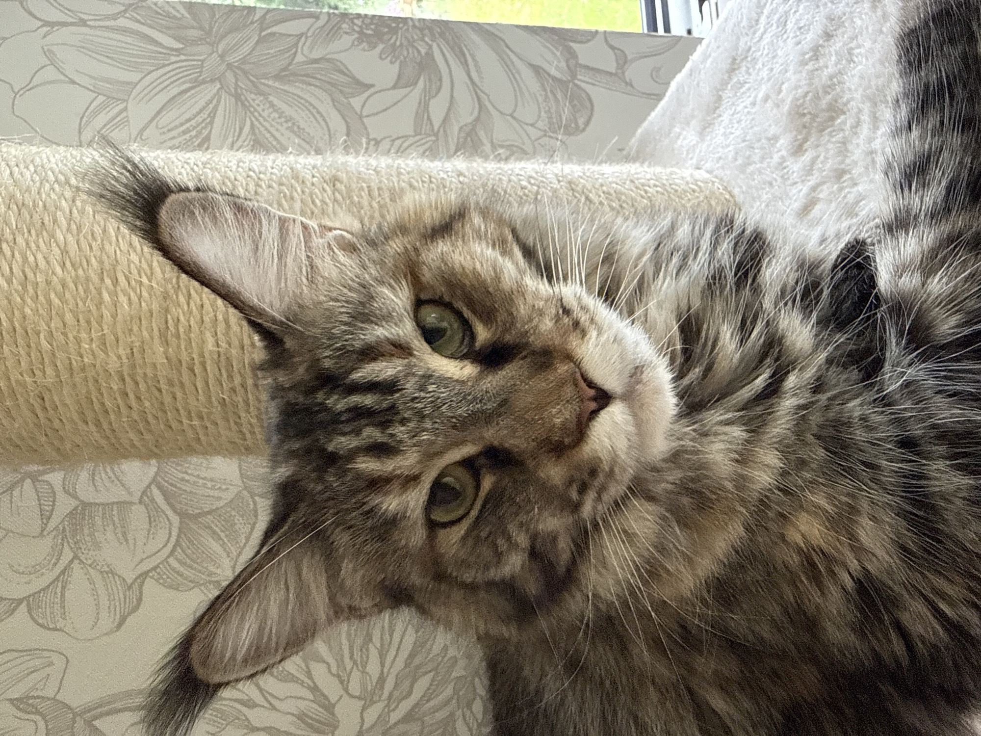 A close-up shot of a Maine Coon cat's face is presented against a blurred background. The cat has large, pointed ears with tufts of fur, prominent whiskers, and green eyes. Its fur is a mixture of brown, black, and grey tabby markings. The cat is positioned in front of a light-colored scratching post, which is wrapped in sisal rope. Behind the scratching post, a floral-patterned wallpaper is visible. The image is a photograph taken indoors, likely in a residential setting in Kassel, Germany, but the specific location cannot be determined from the image alone. No people or actions are depicted.